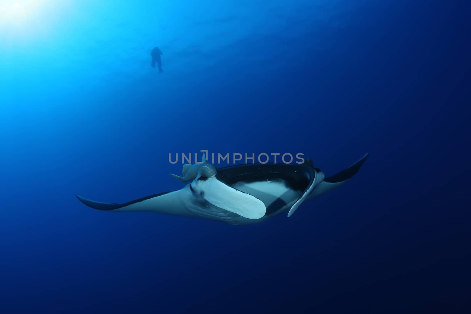 Manta ray diving Underwater Galapagos islands Pacific Ocean