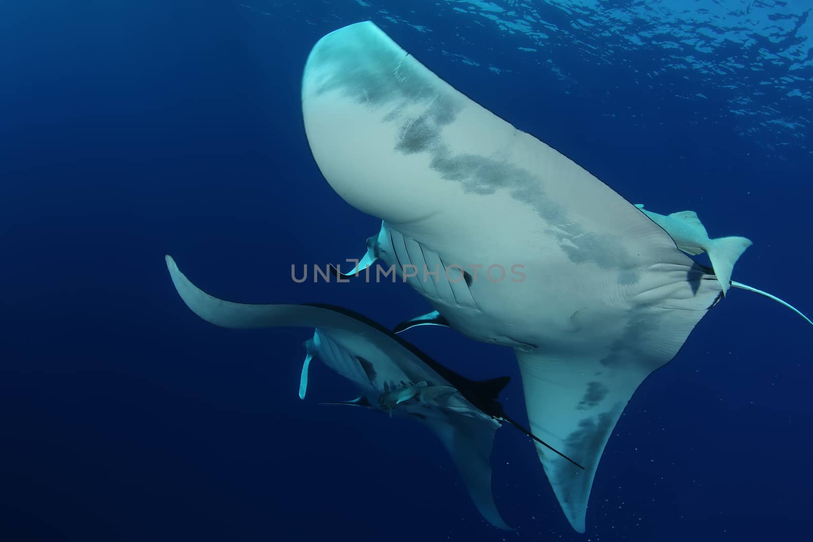 Manta ray diving Underwater Galapagos islands Pacific Ocean