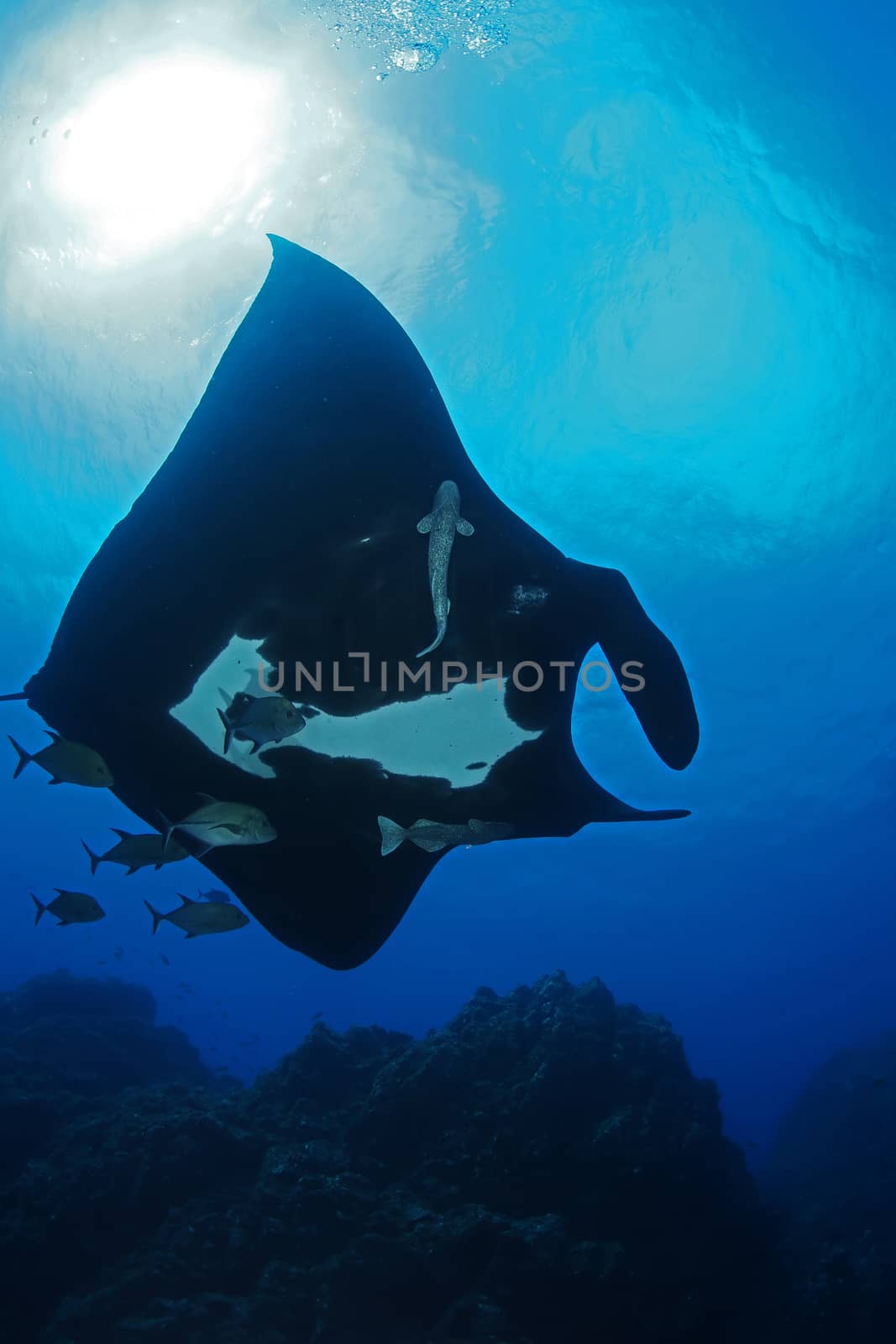 Manta ray diving Underwater Galapagos islands Pacific Ocean