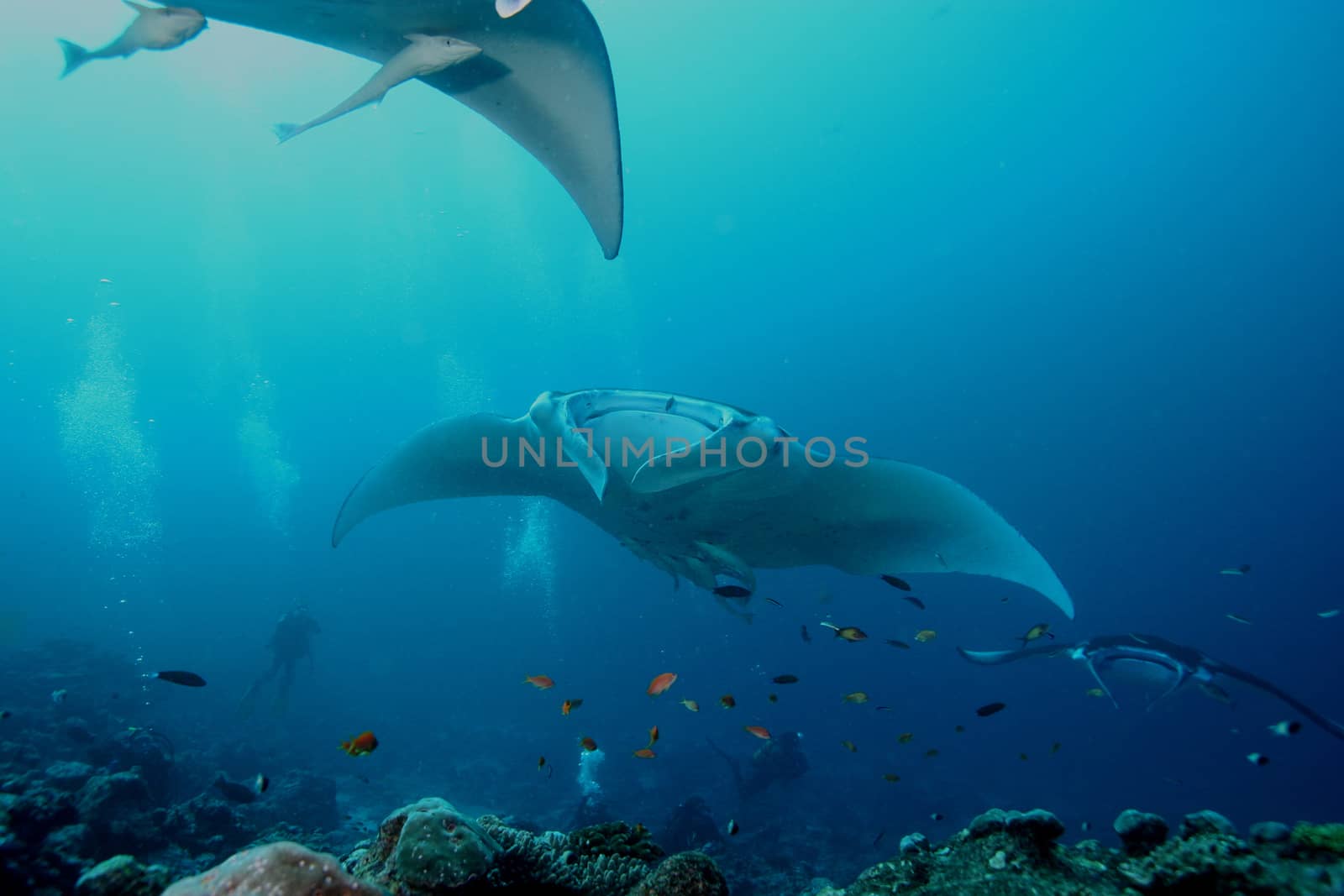 Manta ray diving Underwater Galapagos islands Pacific Ocean