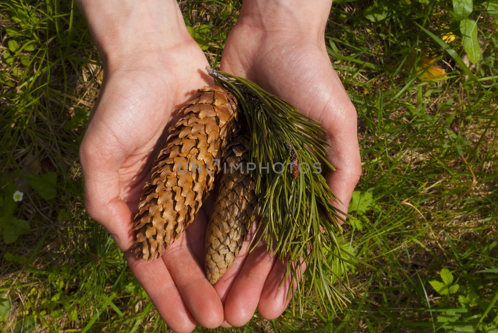 A man holds pine cones and branches in the hands