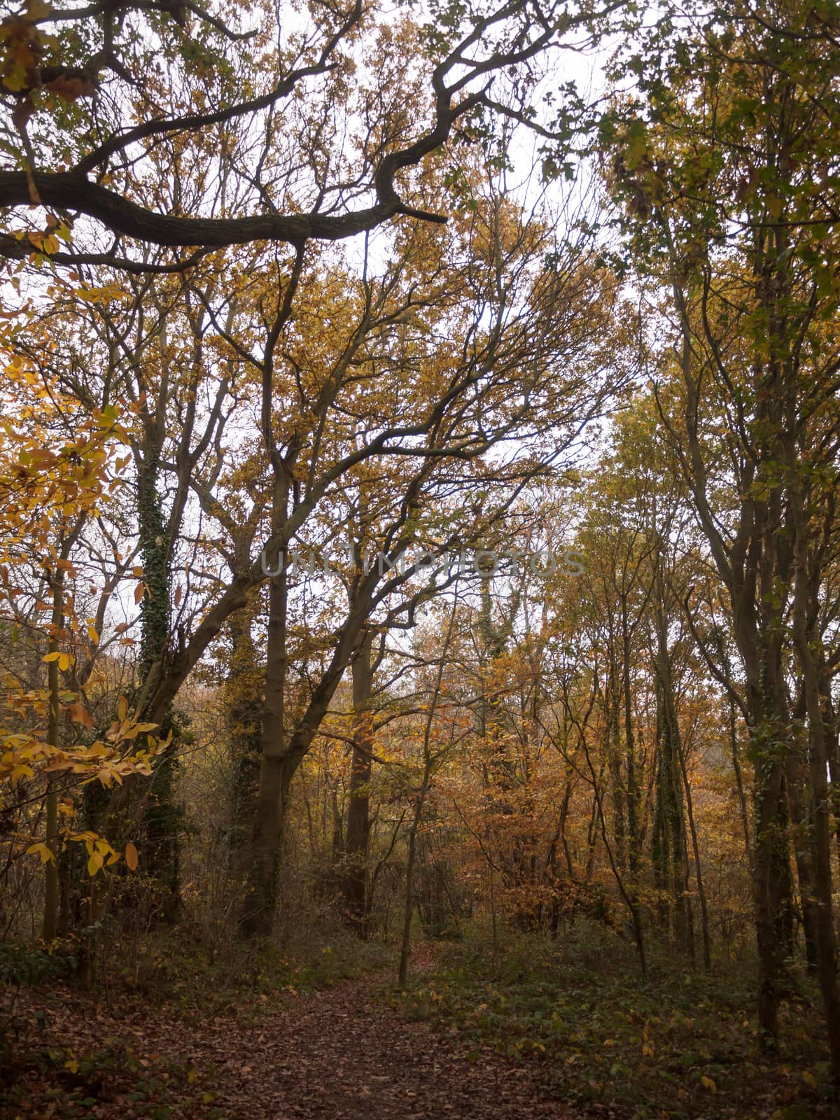 autumn red orange tree leaves brown autumn overcast moody sky background space country landscape; essex; england; uk