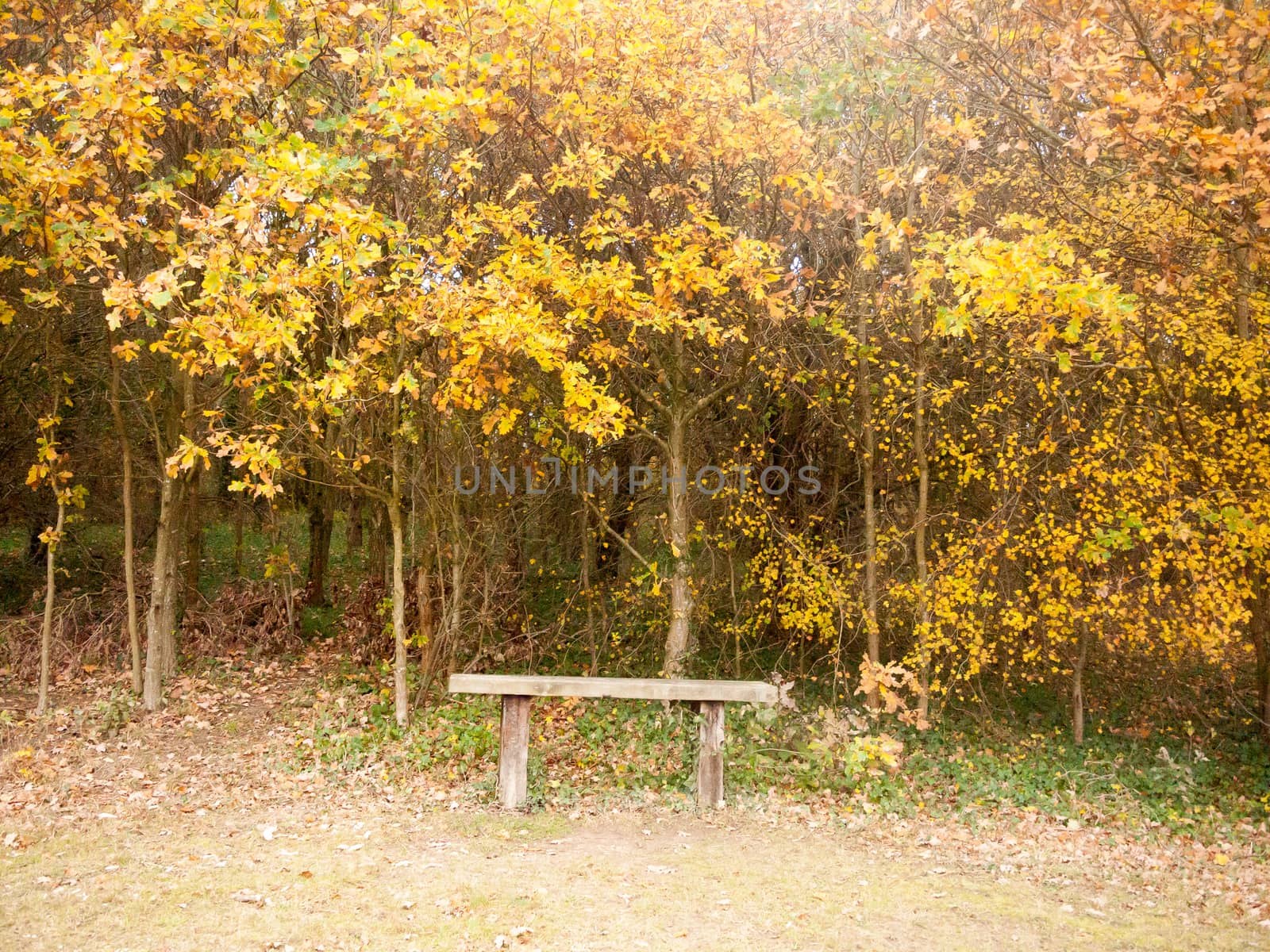 beautiful golden orange leaves above empty bench peace solitude; essex; england; uk