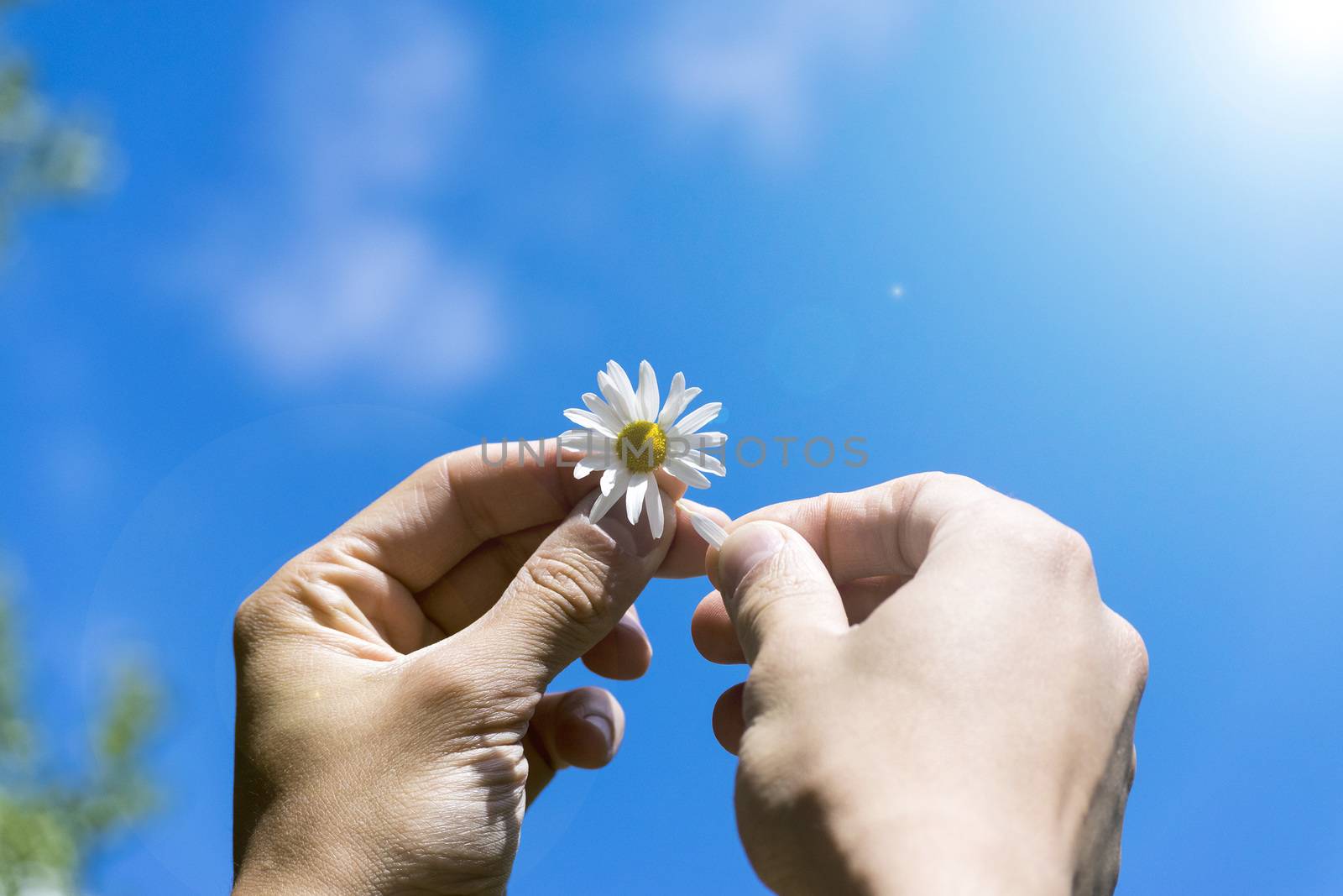 A man holding a Daisy in his hands