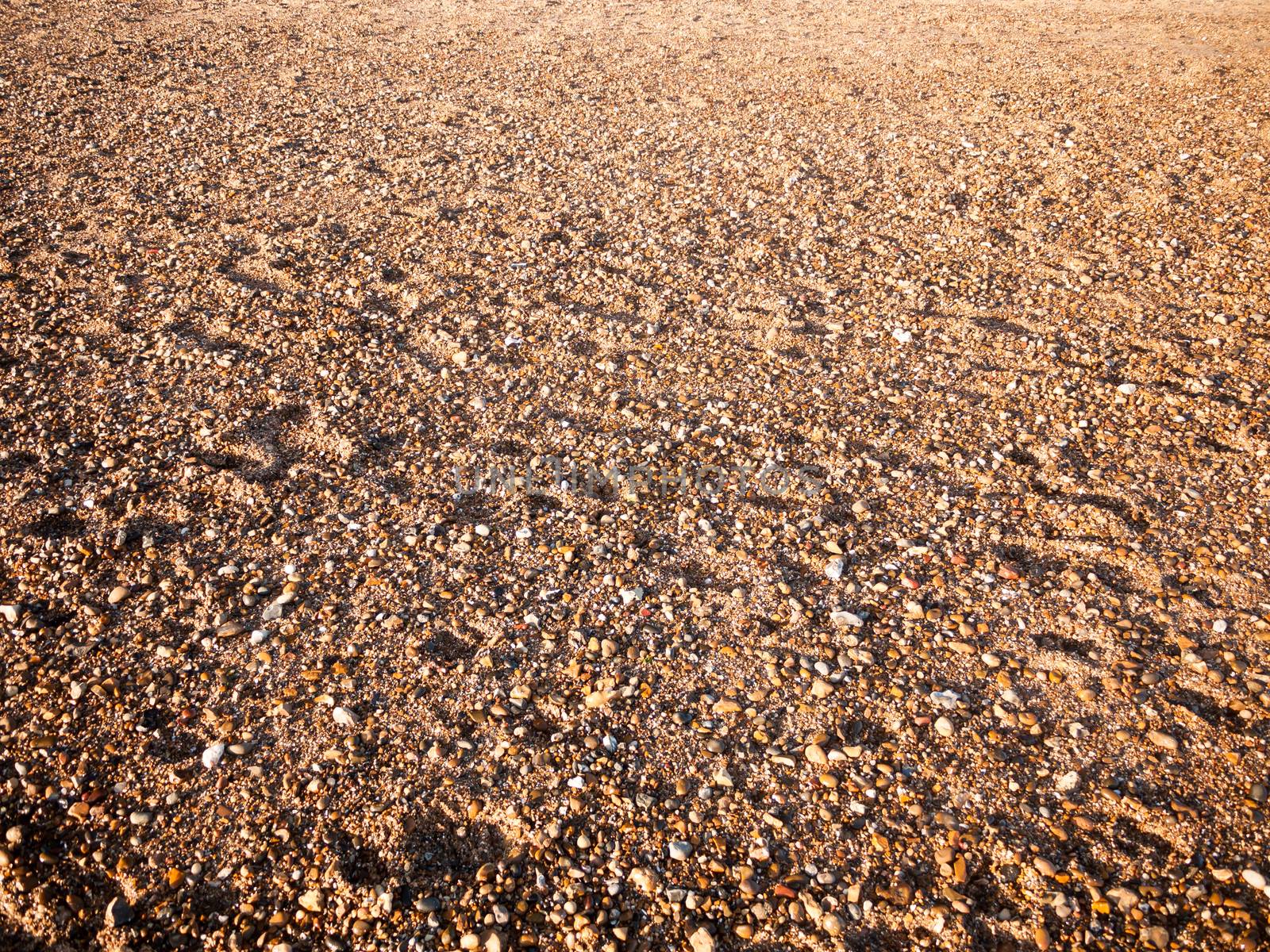 beach floor background texture stones cobbles various wet sun; west mersea, essex, england, uk