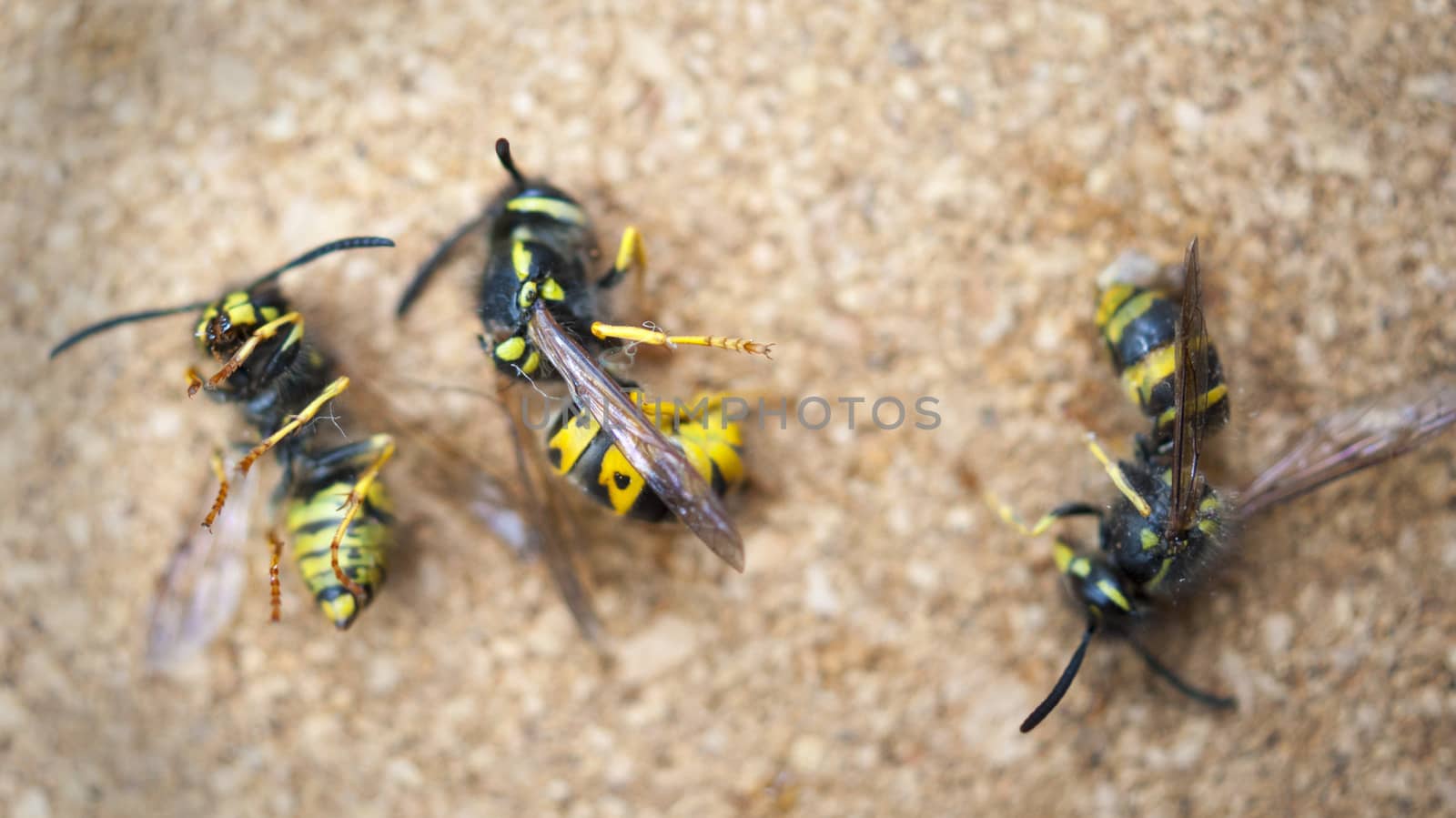 Dead wasps The concept of a tired worker