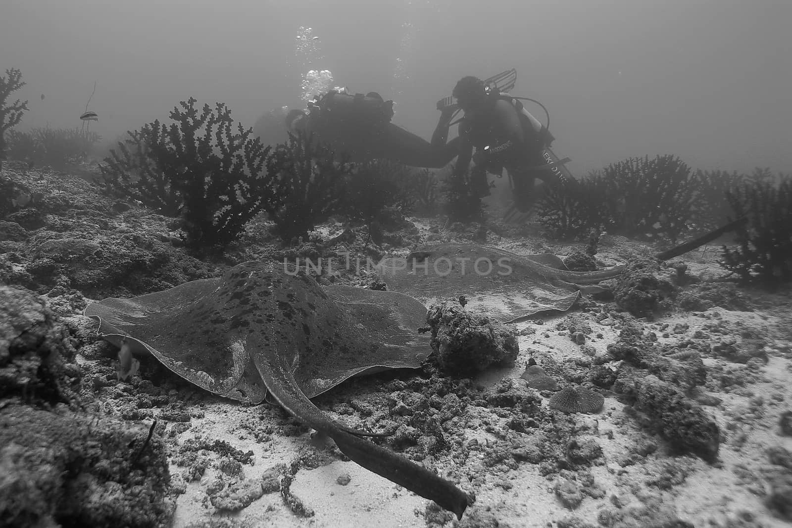 coral life underwater diving safari Caribbean Sea