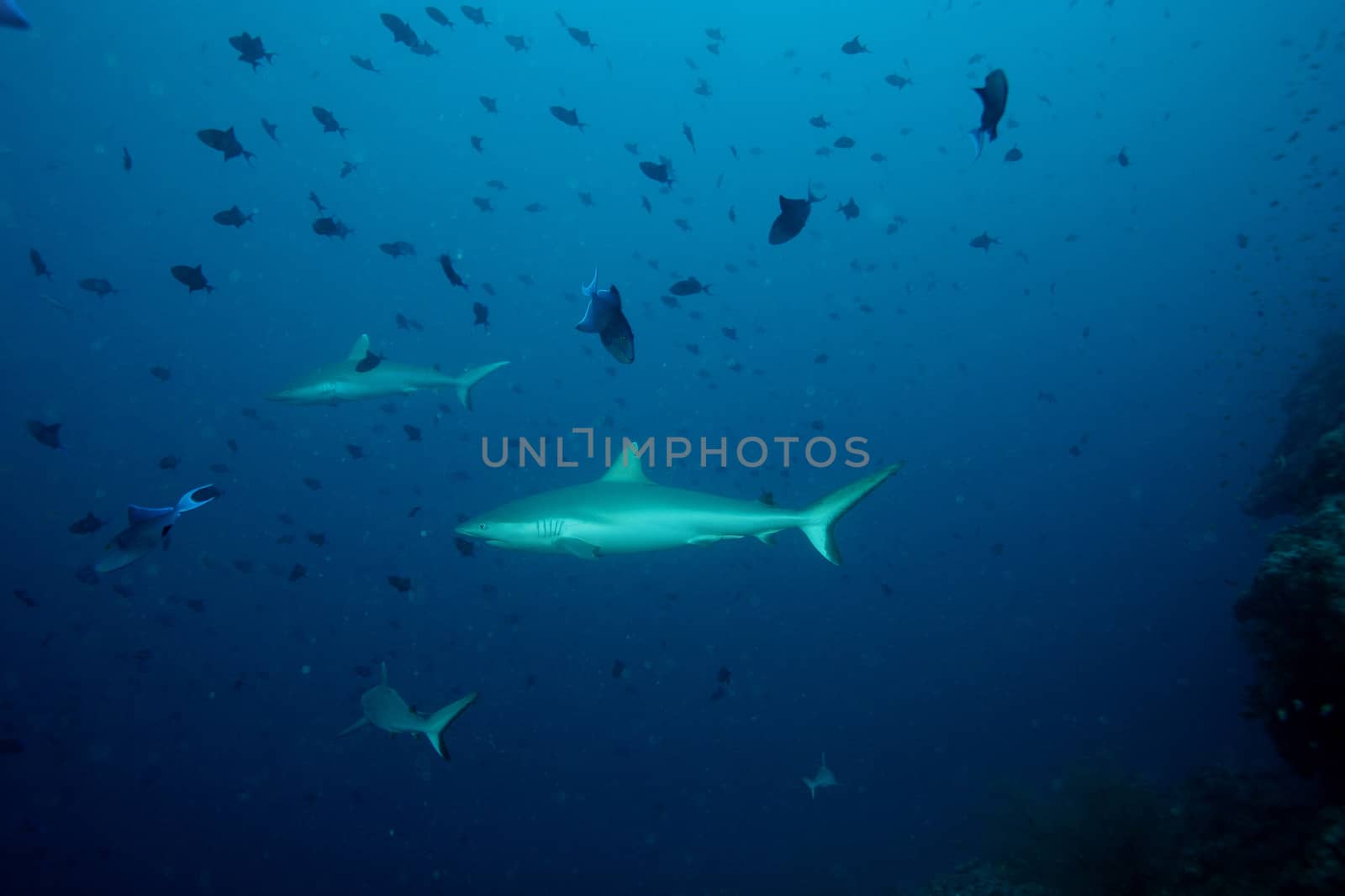 coral life underwater diving safari Caribbean Sea by desant7474