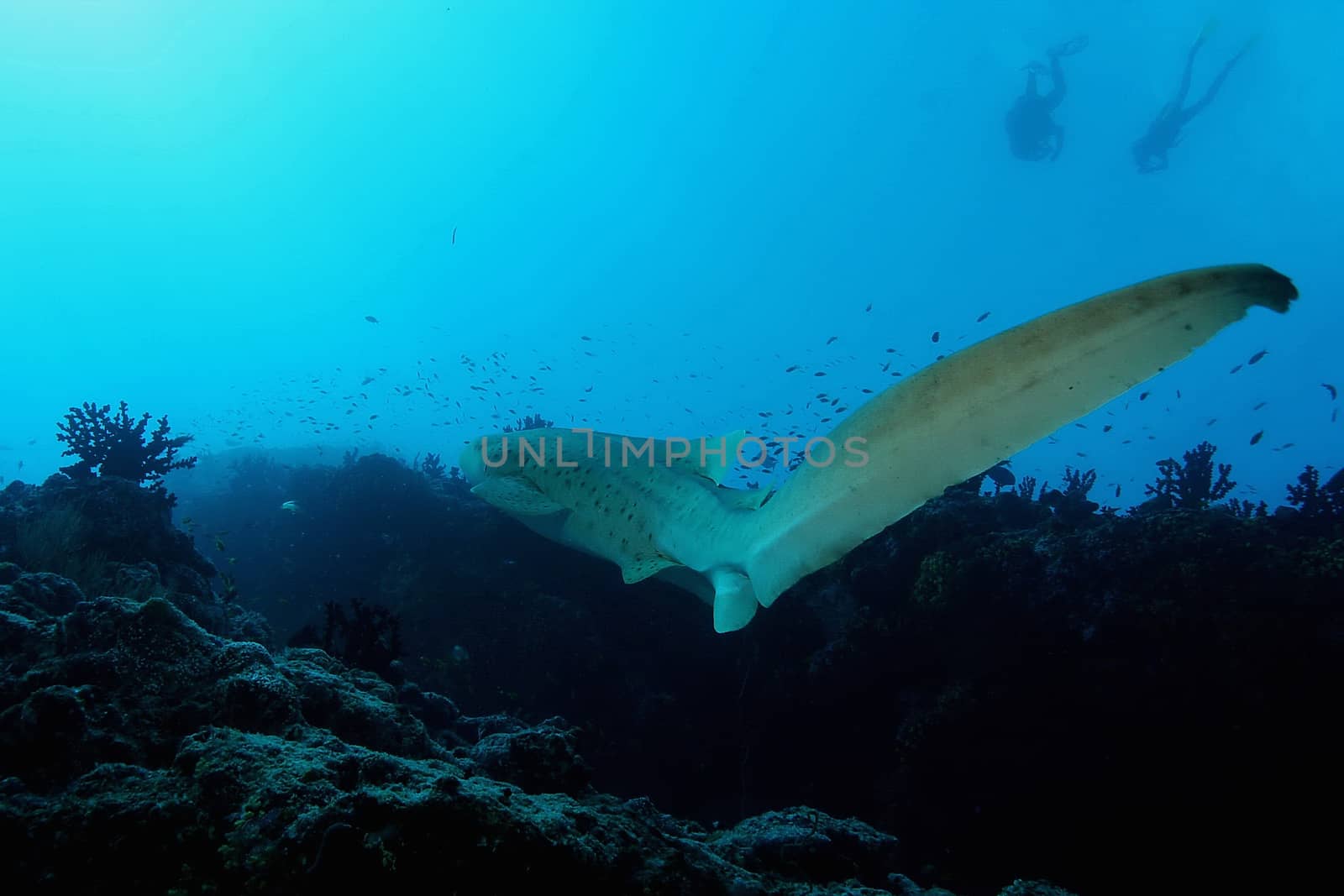 coral life underwater diving safari Caribbean Sea by desant7474