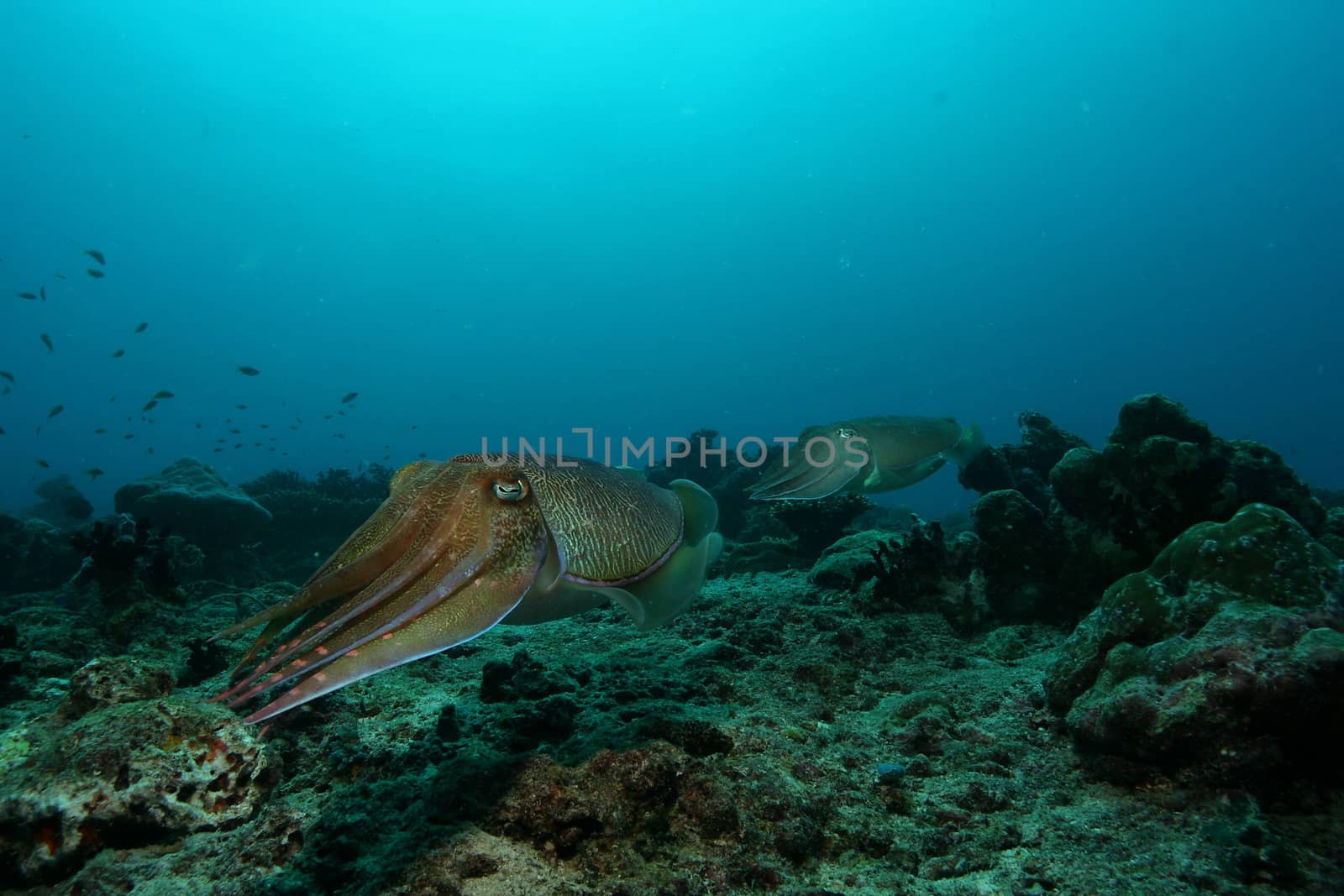 coral life underwater diving safari Caribbean Sea by desant7474