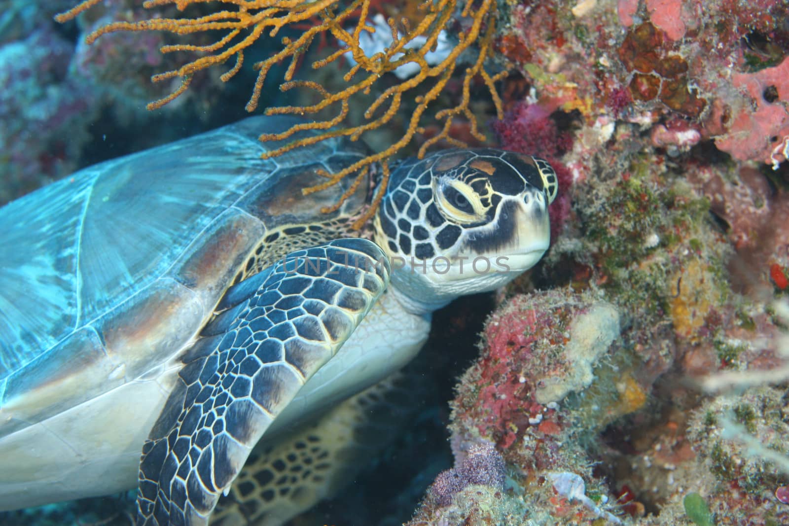 coral life underwater diving safari Caribbean Sea by desant7474