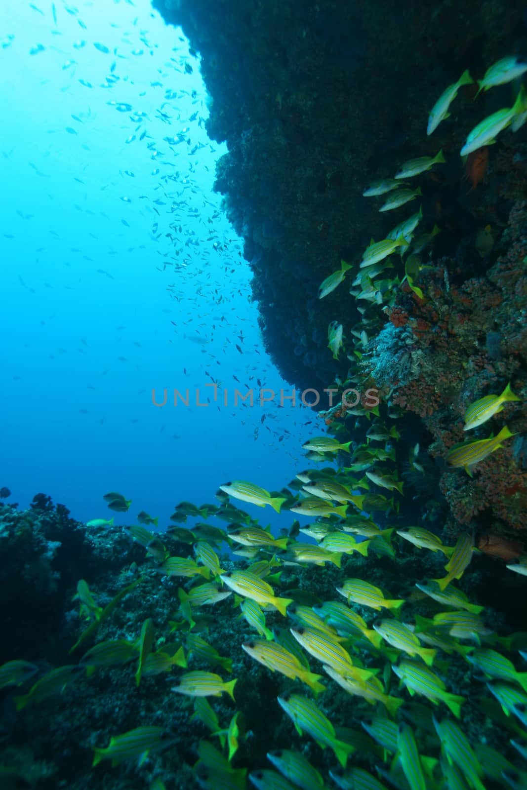 coral life underwater diving safari Caribbean Sea