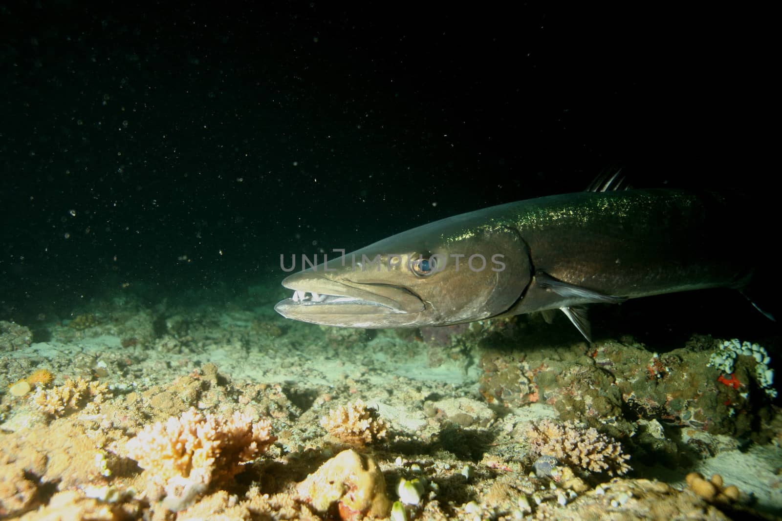 coral life underwater diving safari Caribbean Sea by desant7474