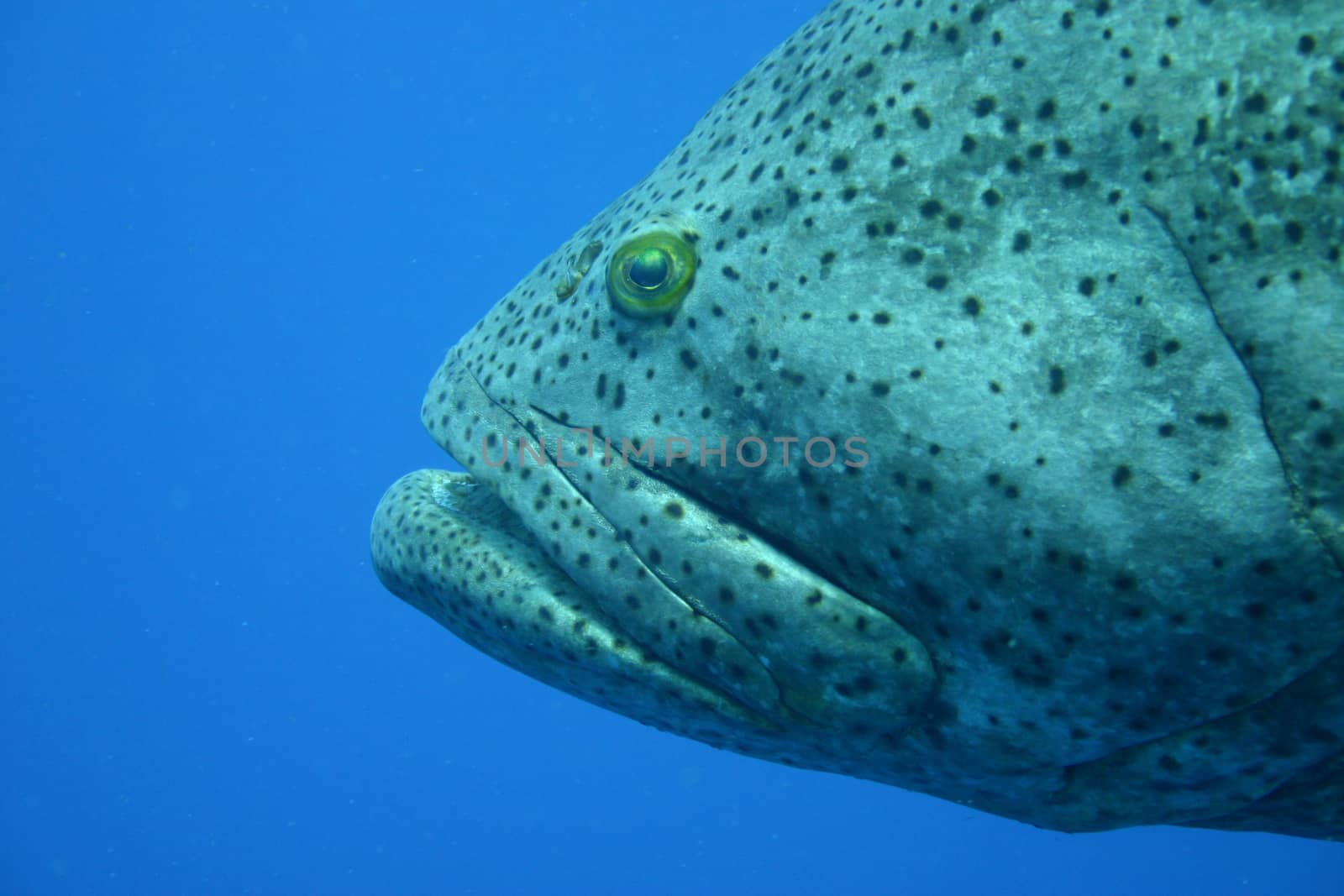 coral life underwater diving safari Caribbean Sea by desant7474