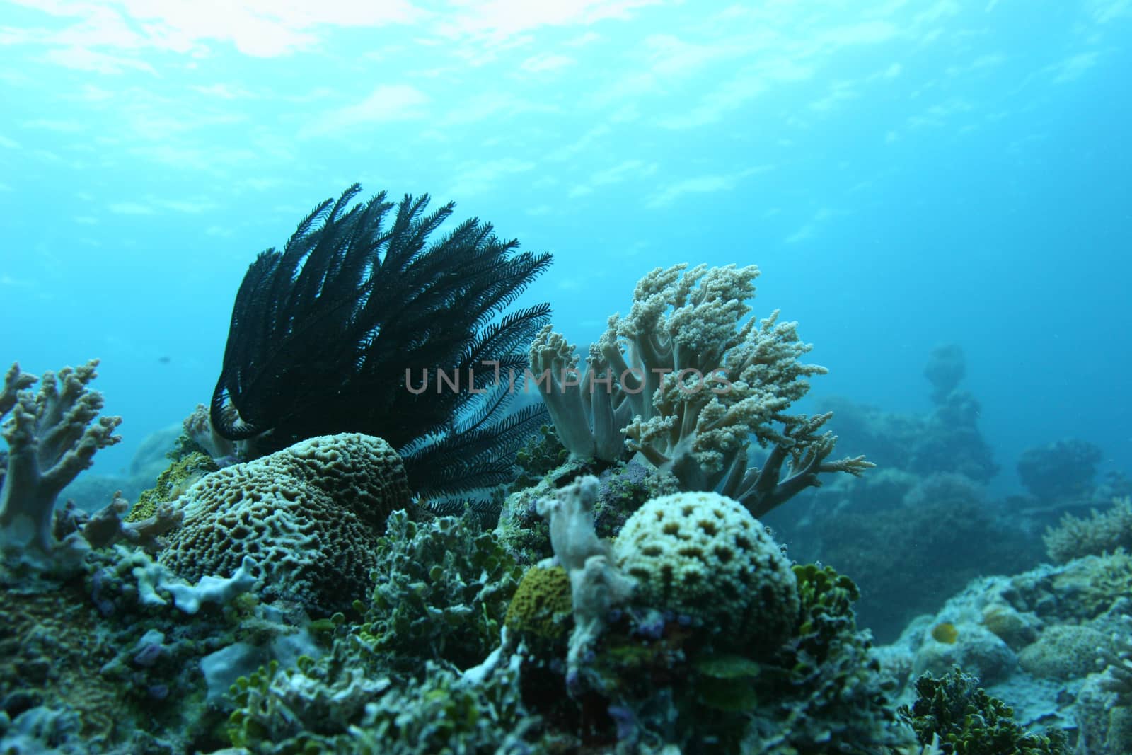 coral life underwater diving safari Caribbean Sea by desant7474