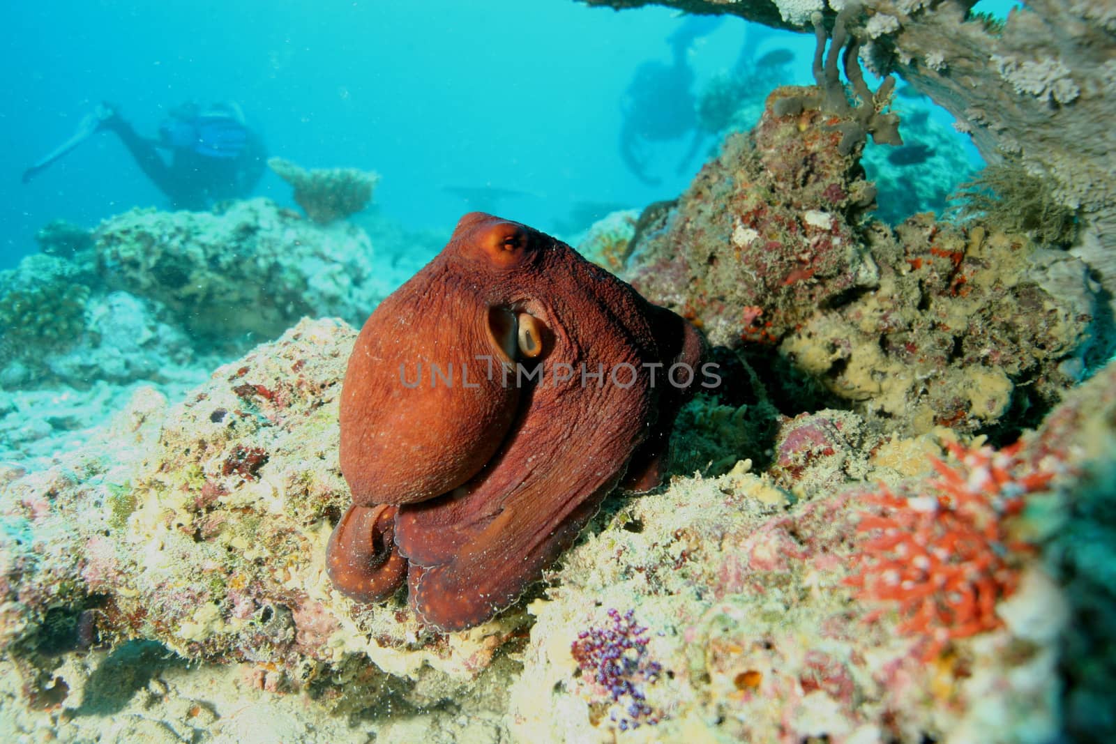 coral life underwater diving safari Caribbean Sea