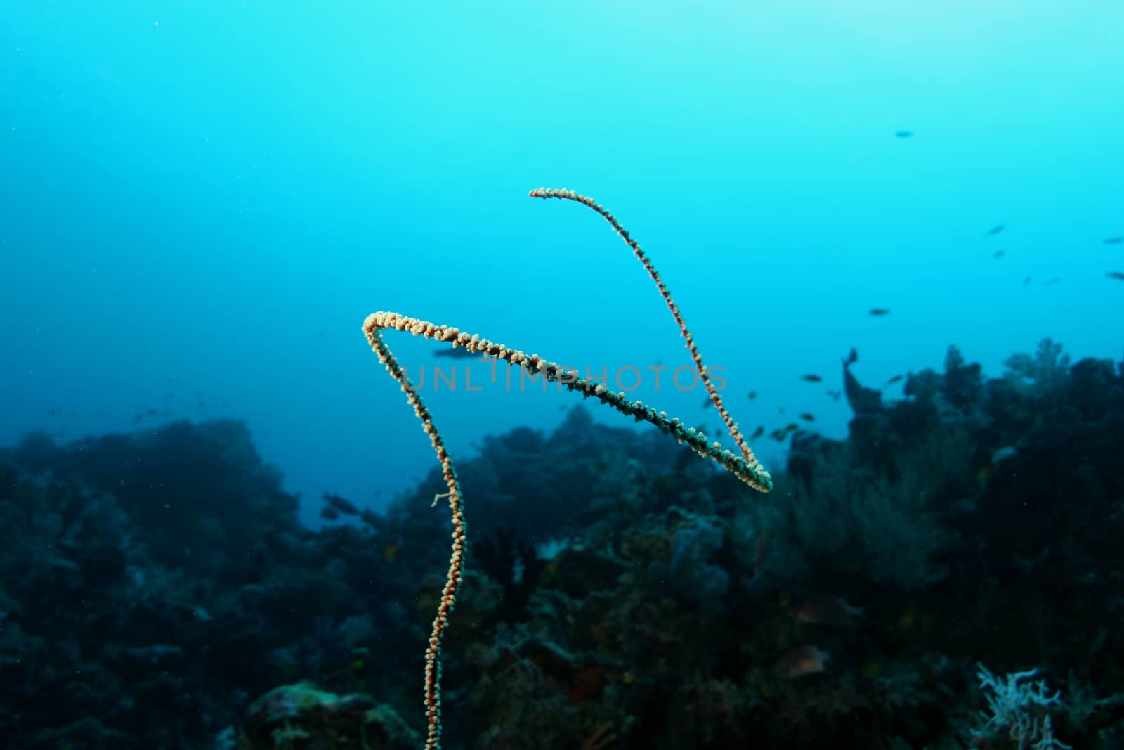 coral life underwater diving safari Caribbean Sea by desant7474