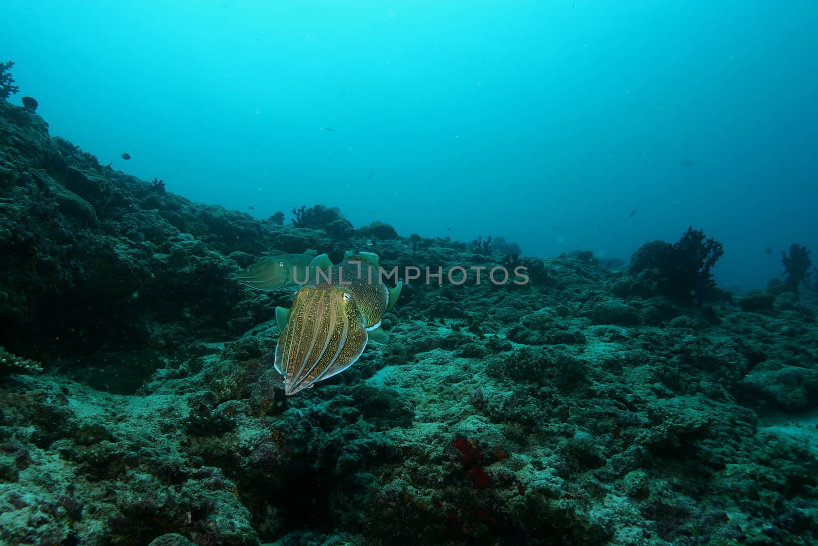 coral life underwater diving safari Caribbean Sea by desant7474