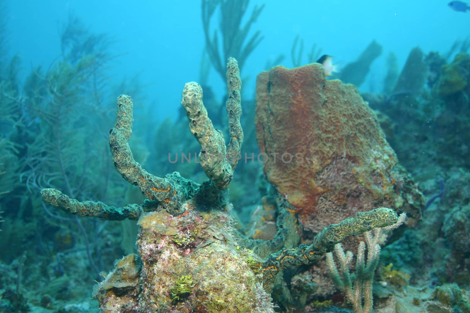 coral life underwater diving safari Caribbean Sea by desant7474