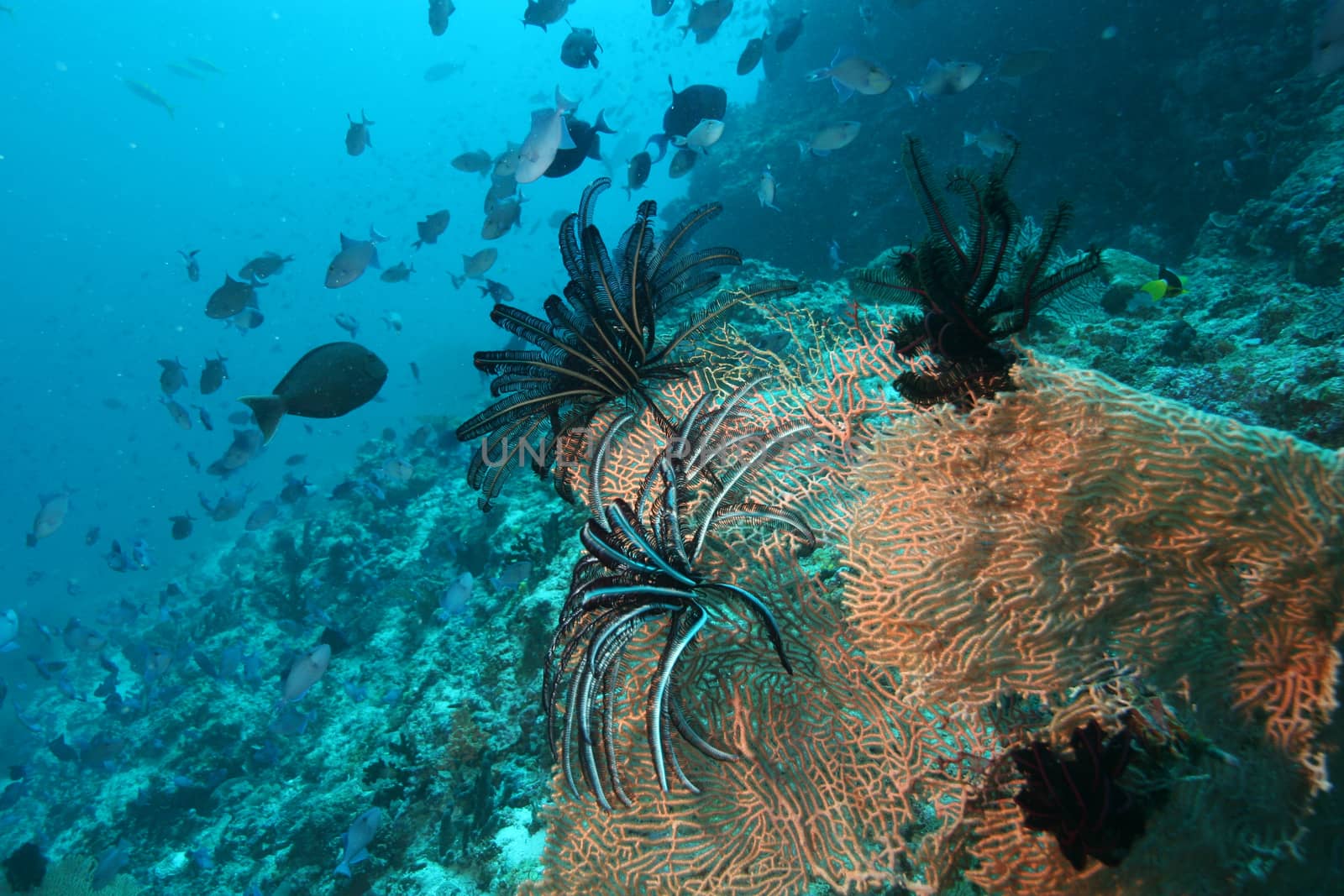 coral life underwater diving safari Caribbean Sea by desant7474