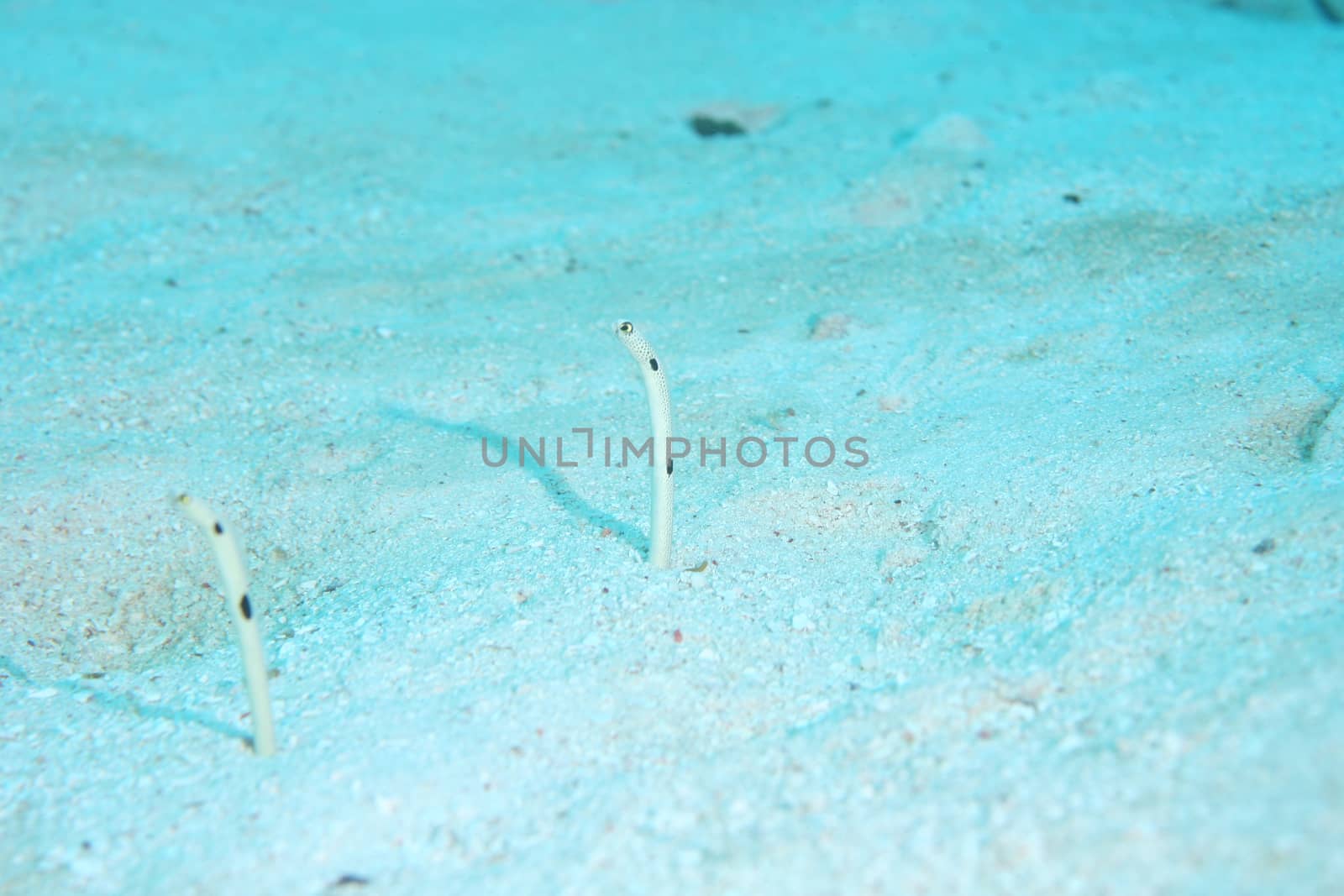 coral life underwater diving safari Caribbean Sea