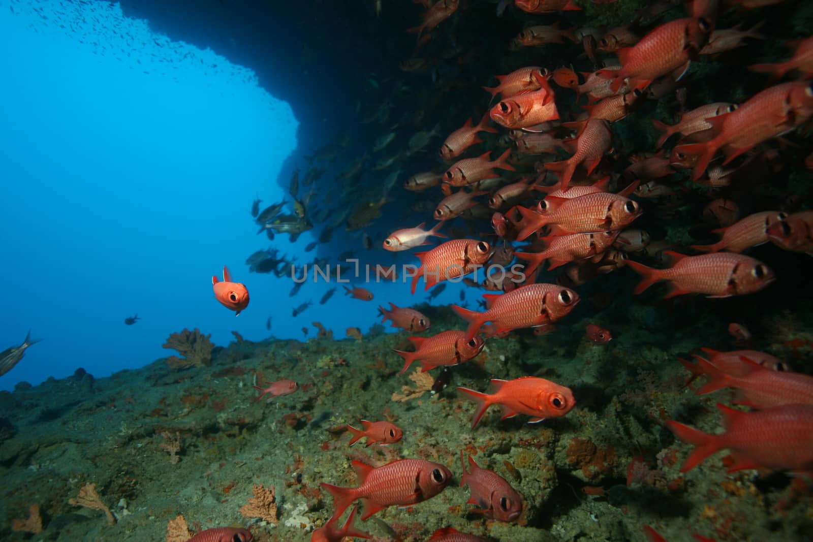 coral life underwater diving safari Caribbean Sea by desant7474