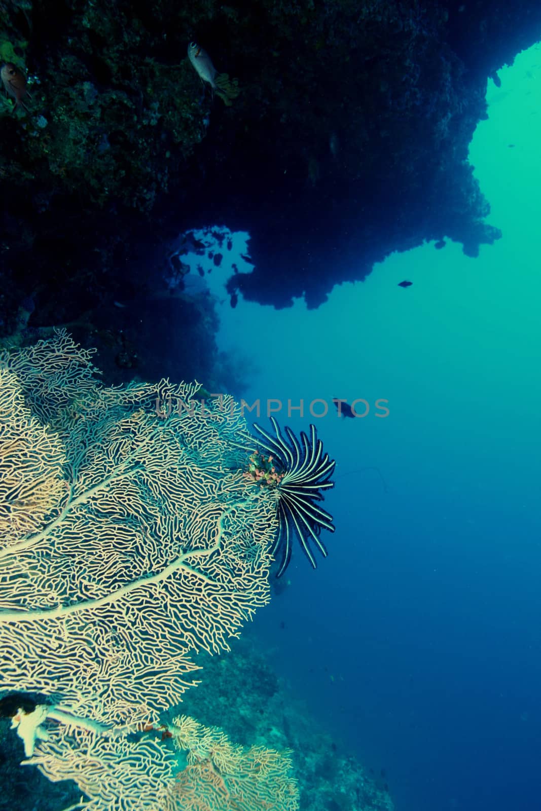 coral life underwater diving safari Caribbean Sea by desant7474