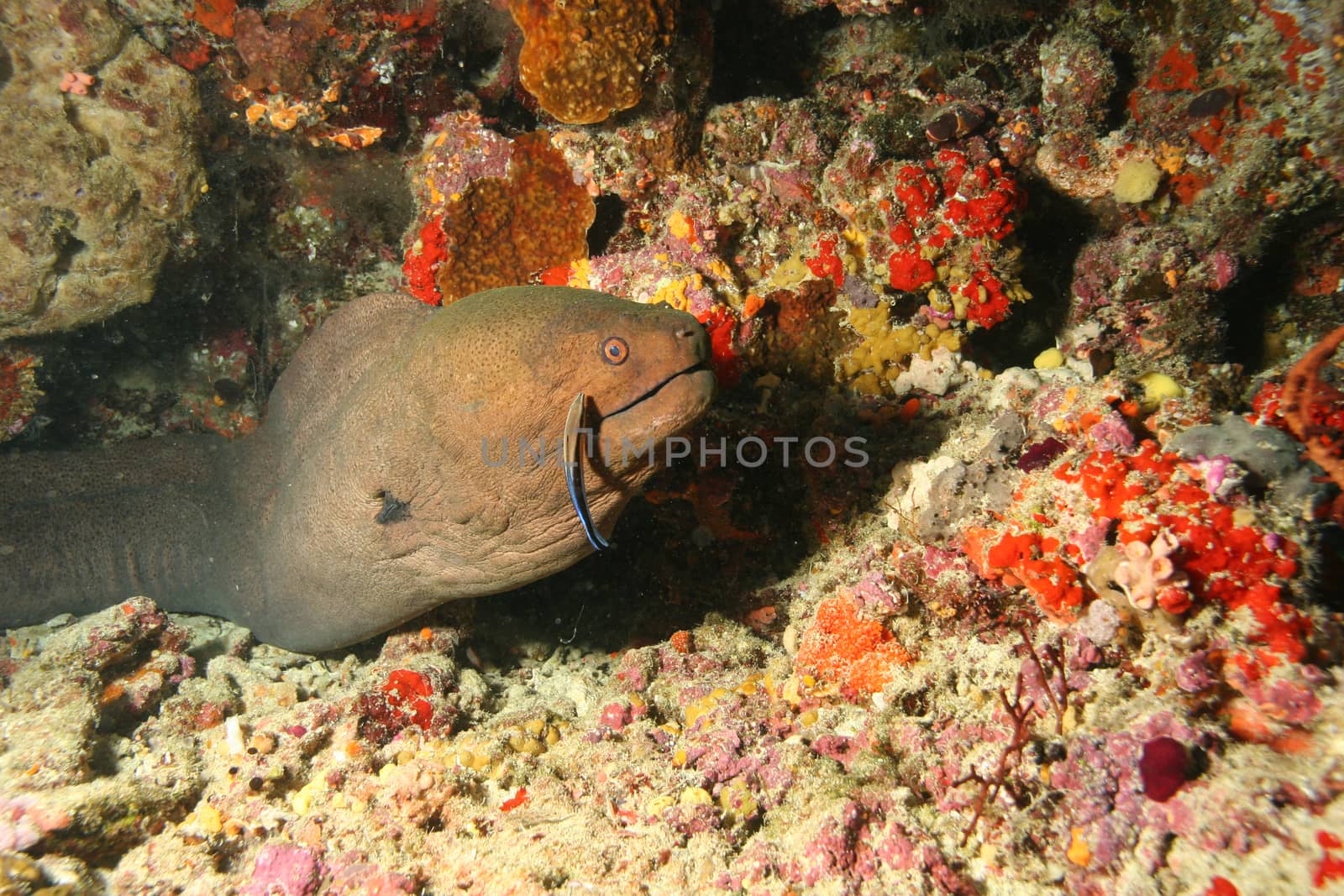 coral life underwater diving safari Caribbean Sea