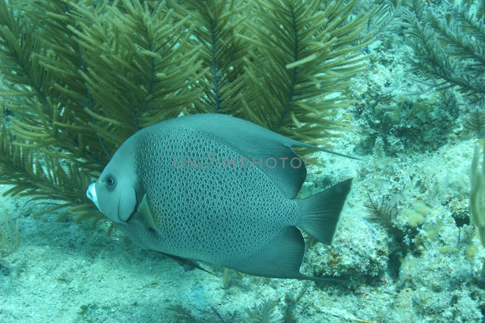 coral life underwater diving safari Caribbean Sea by desant7474