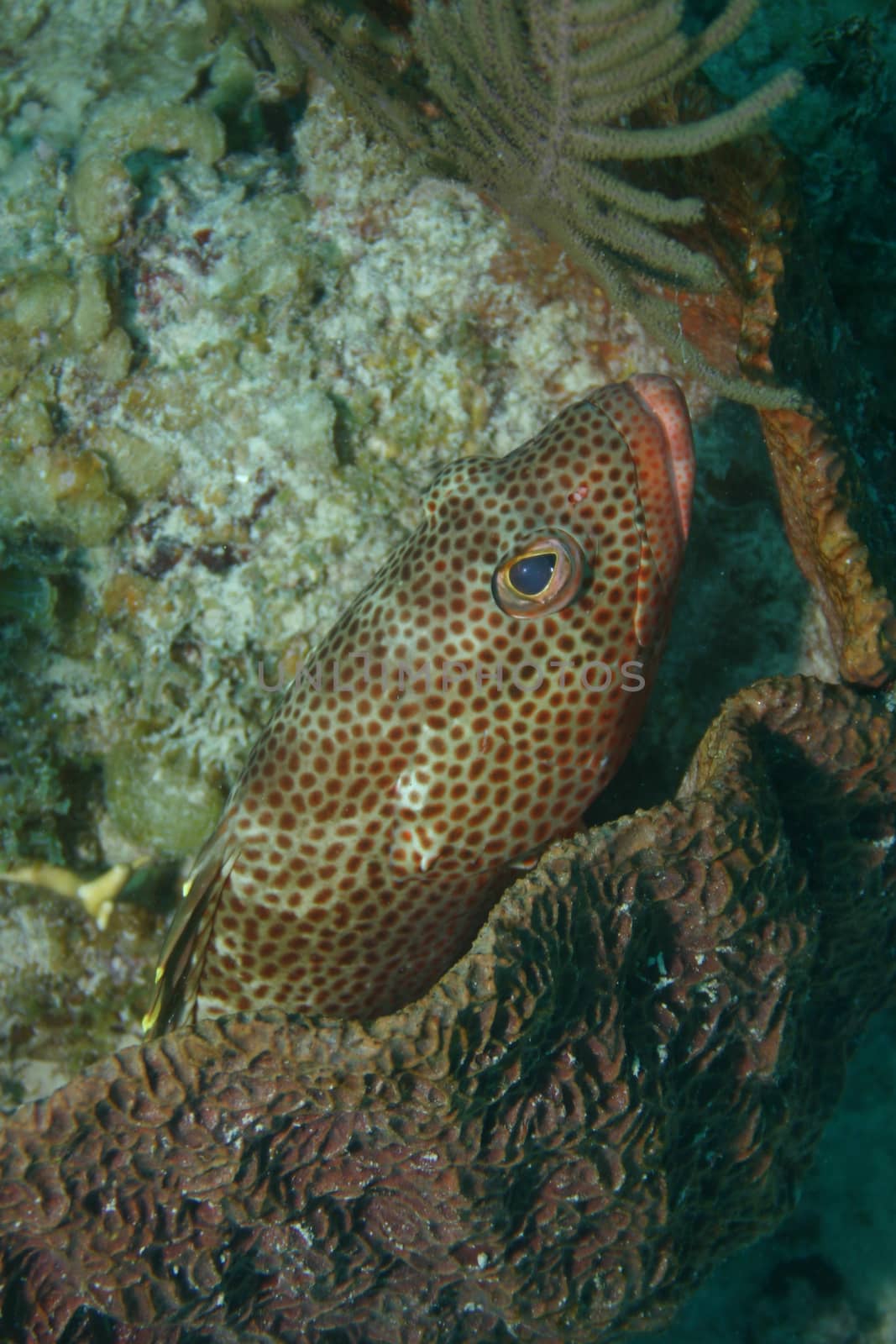 coral life underwater diving safari Caribbean Sea by desant7474