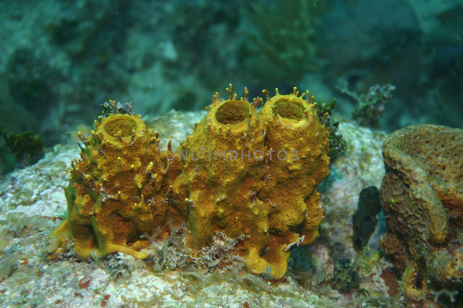 coral life underwater diving safari Caribbean Sea by desant7474