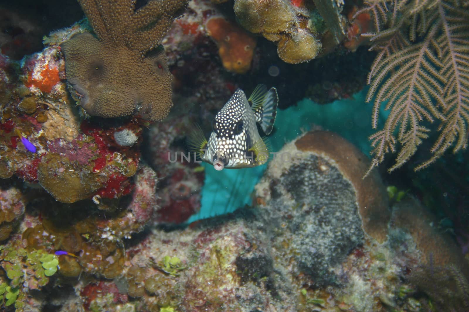 coral life underwater diving safari Caribbean Sea