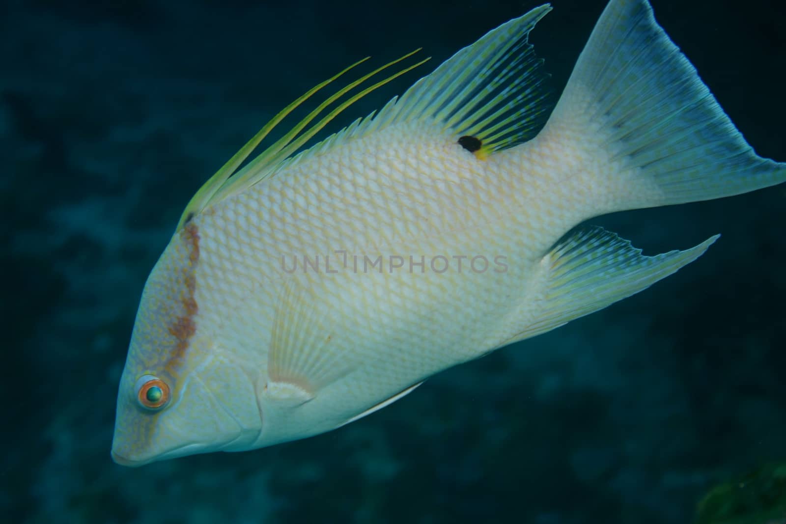 coral life underwater diving safari Caribbean Sea by desant7474