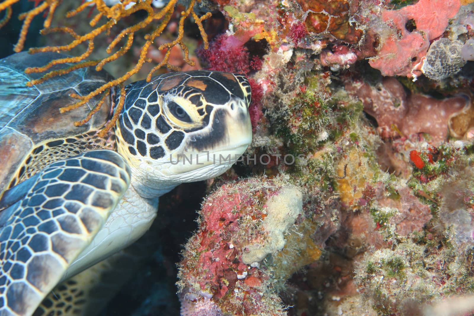 coral life underwater diving safari Caribbean Sea by desant7474