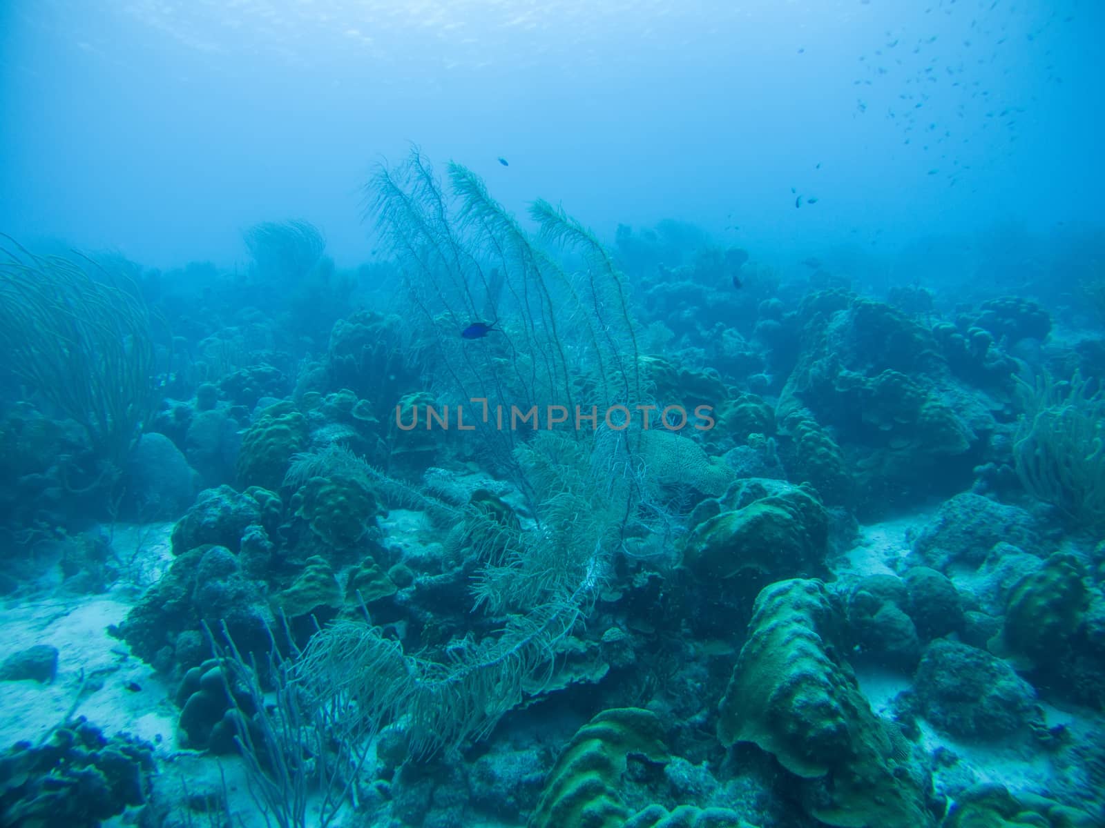 coral life underwater diving safari Caribbean Sea by desant7474