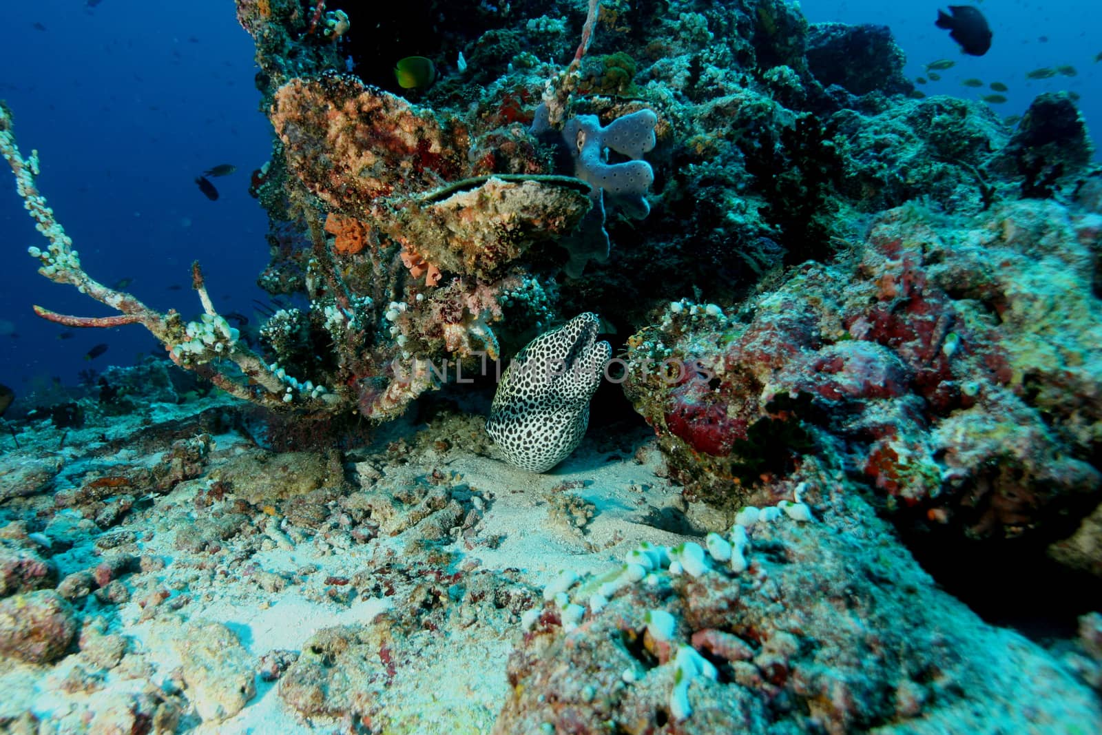 coral life underwater diving safari Caribbean Sea