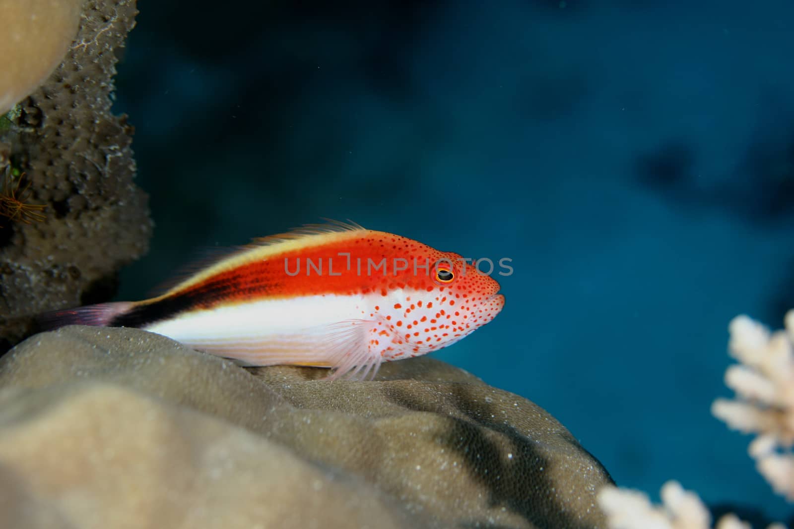 coral life underwater diving safari Caribbean Sea