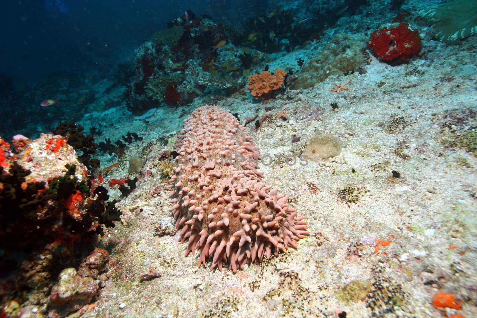 coral life underwater diving safari Caribbean Sea