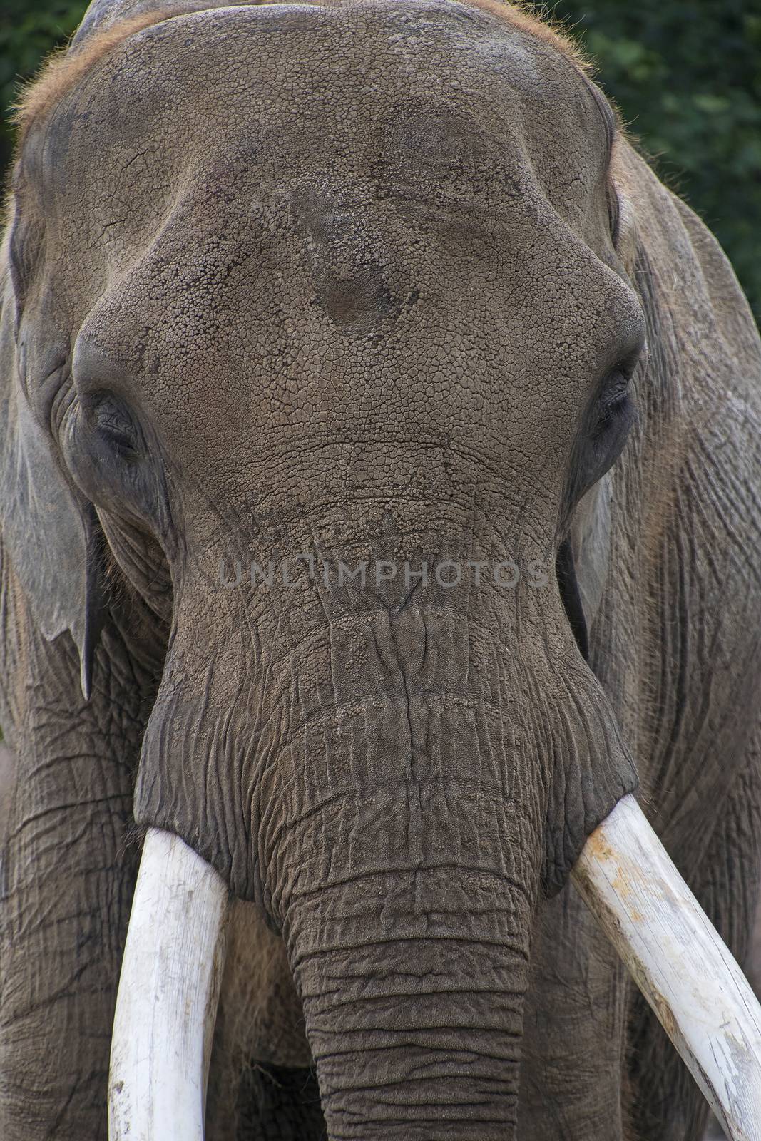 Extreme close up portrait of African elephant male with big tusks, looking at camera over background of green trees, low angle front view