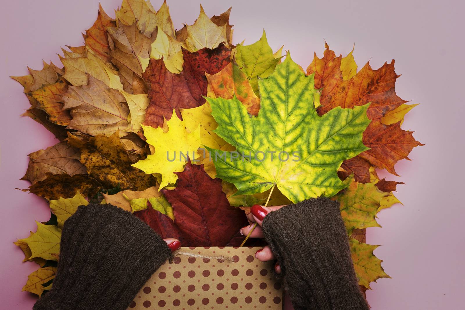 Autumn leaves in her hands