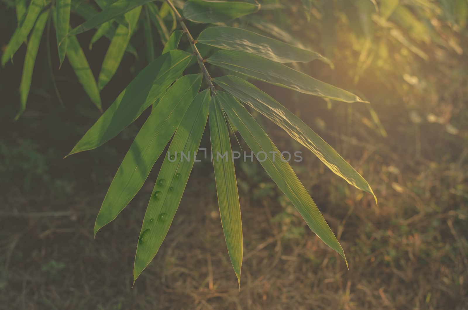 Dew sugar palm sunshine fields in the evening