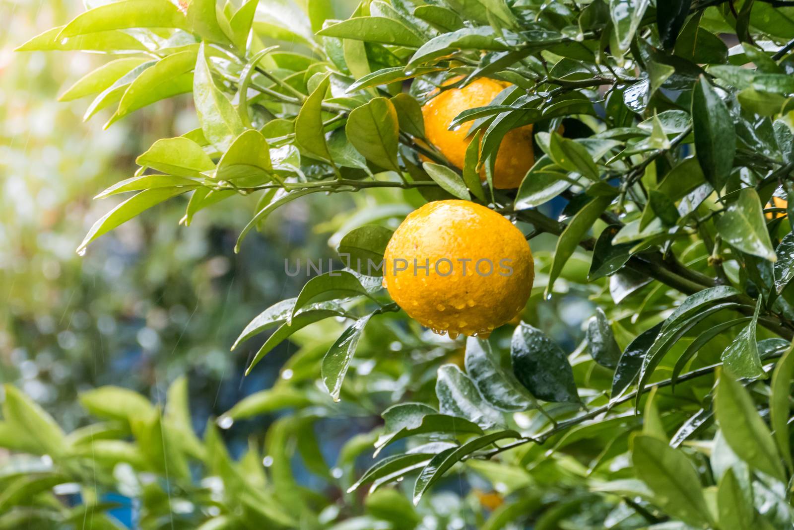 Ripe tangerines on tree in garden, when raining.