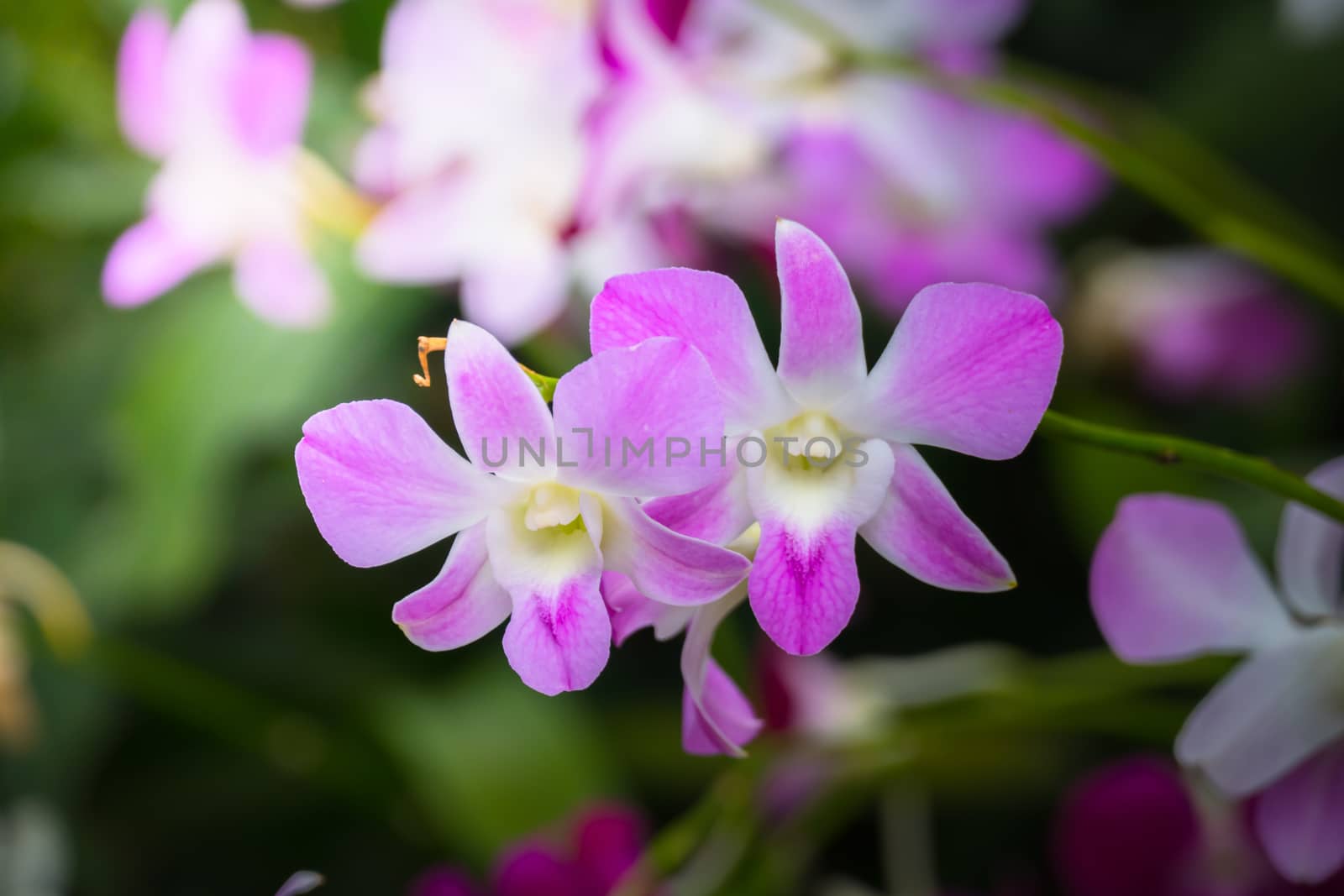 The background image of the colorful flowers, background nature