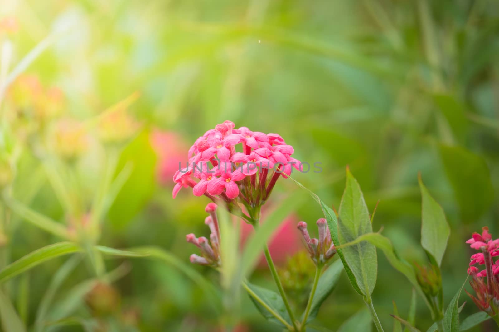 The background image of the colorful flowers, background nature