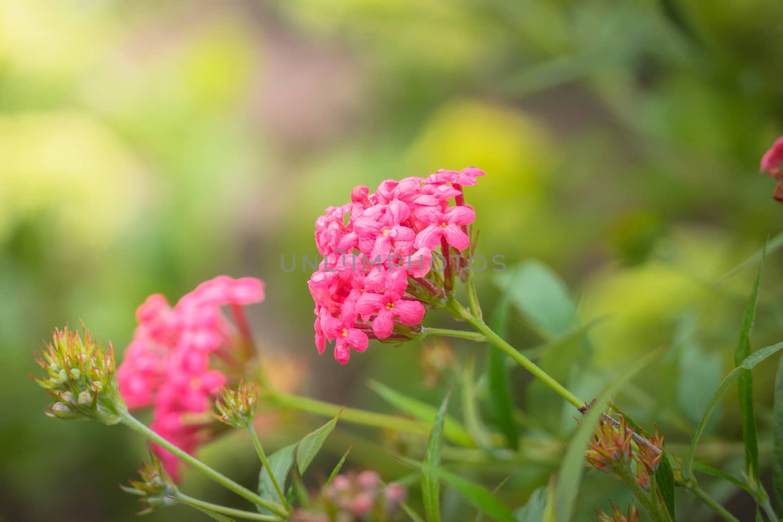 The background image of the colorful flowers, background nature