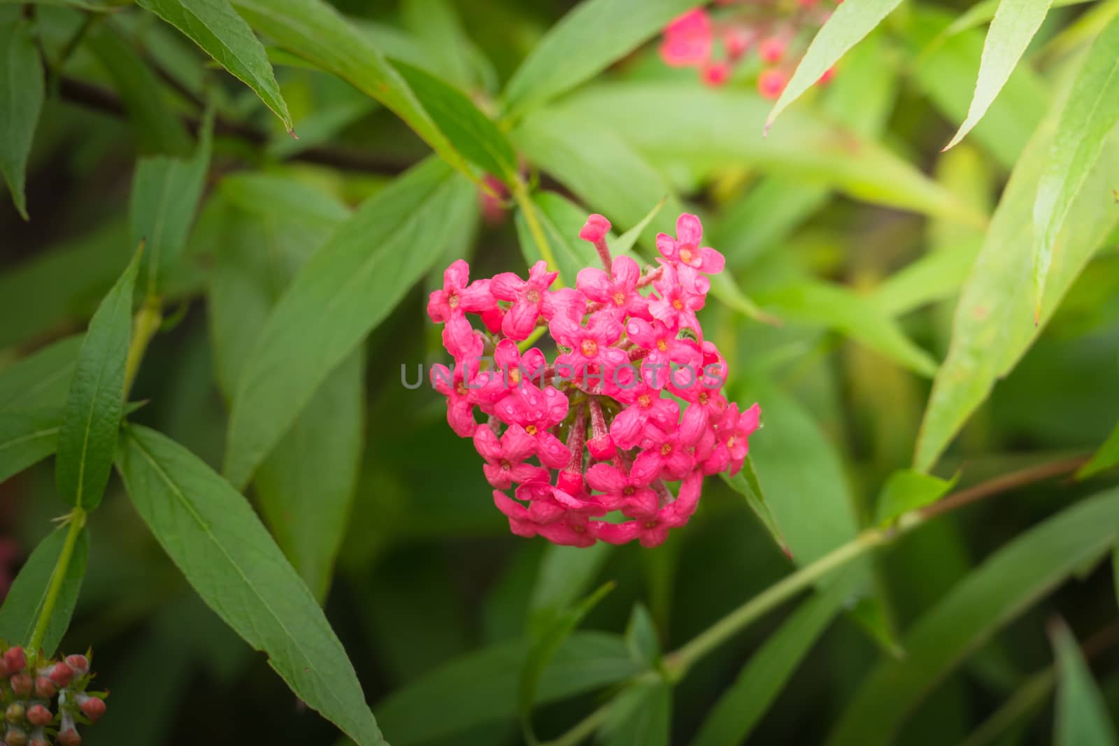 The background image of the colorful flowers, background nature