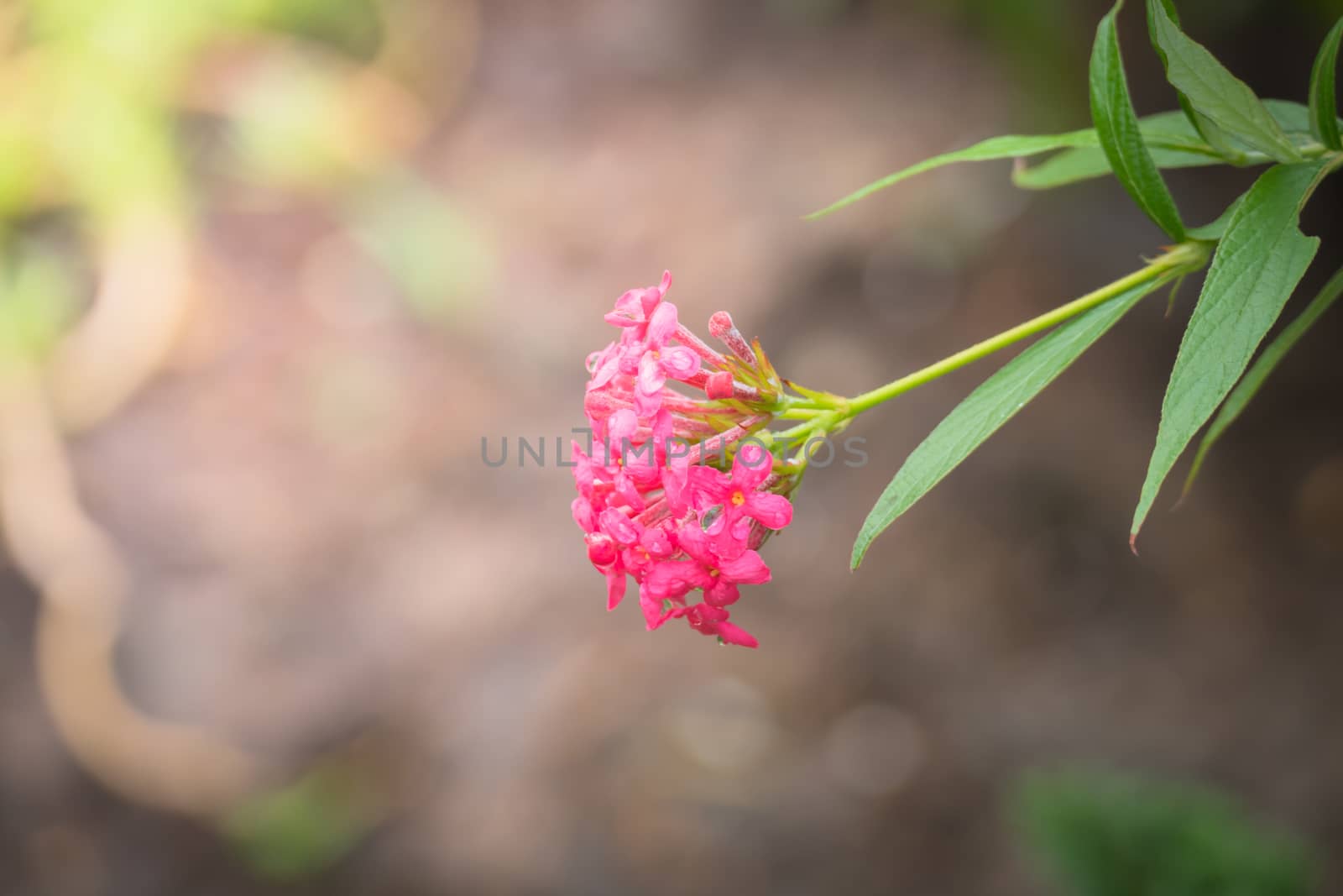 The background image of the colorful flowers, background nature