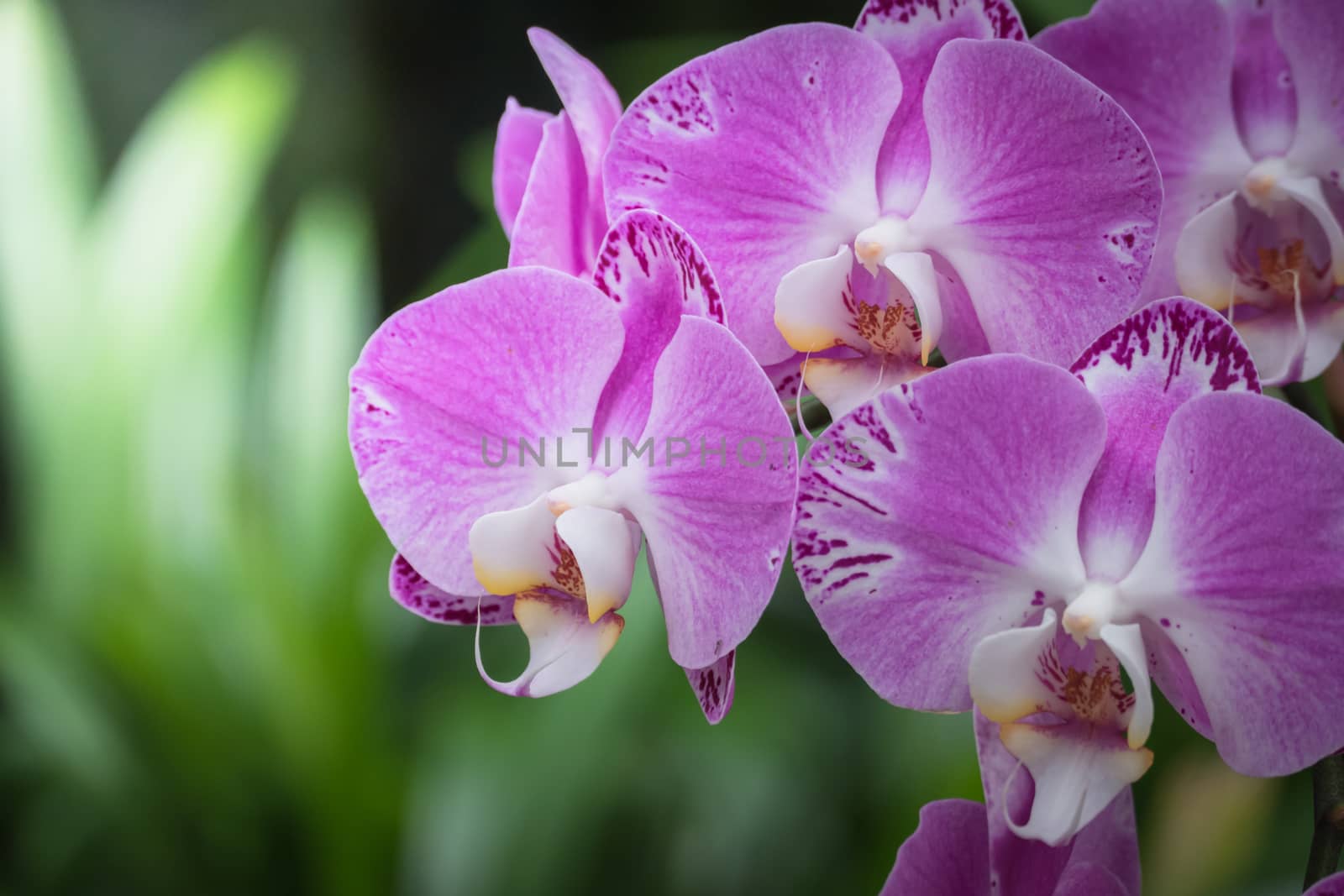 The background image of the colorful flowers, background nature