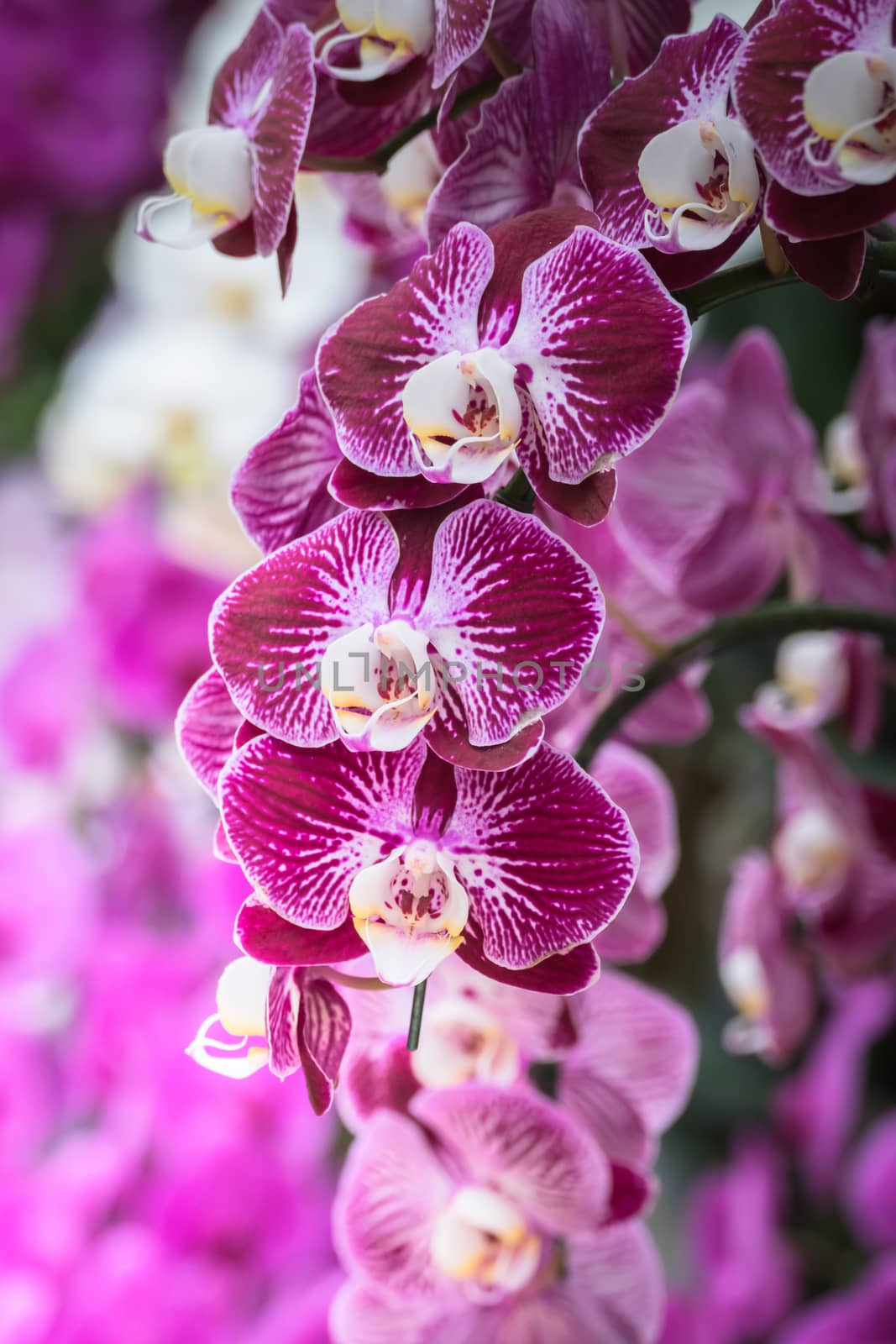 The background image of the colorful flowers, background nature