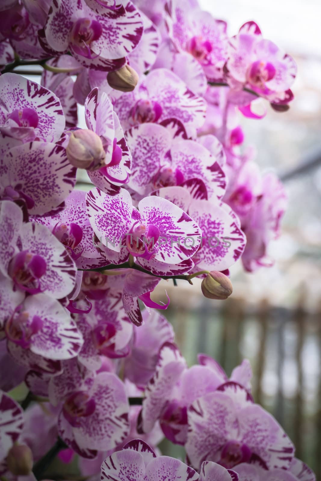 The background image of the colorful flowers, background nature